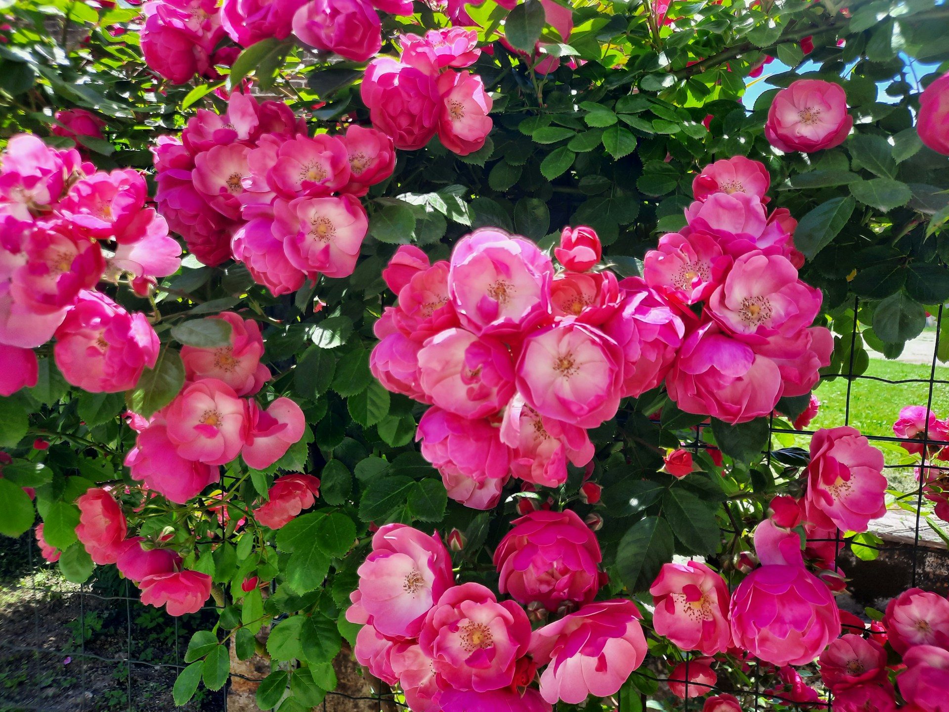 Ein rosa Rosenstrauch | Quelle: Unsplash