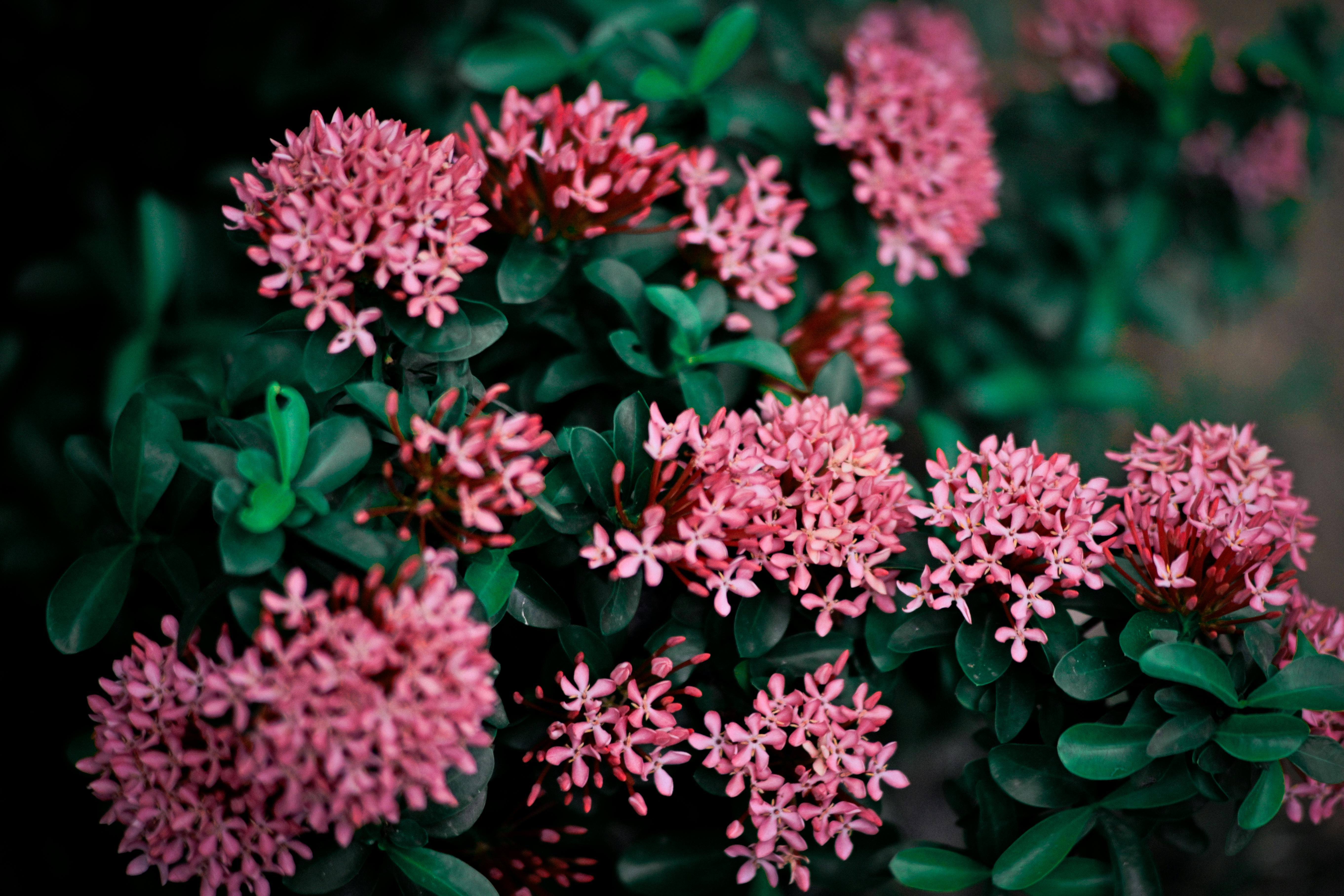 Blumen in einem Garten | Quelle: Pexels