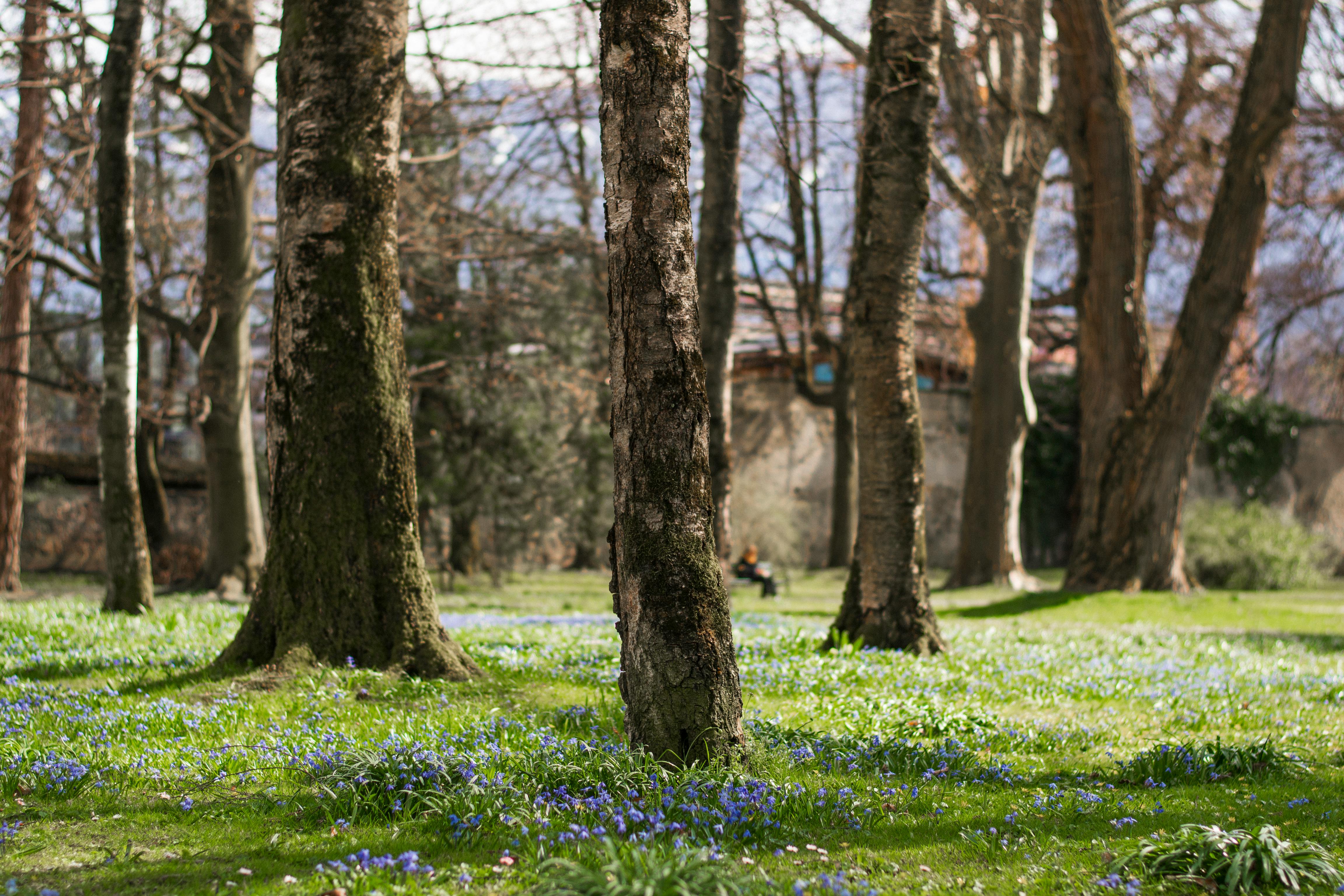 Bäume in einem Park | Quelle: Pexels