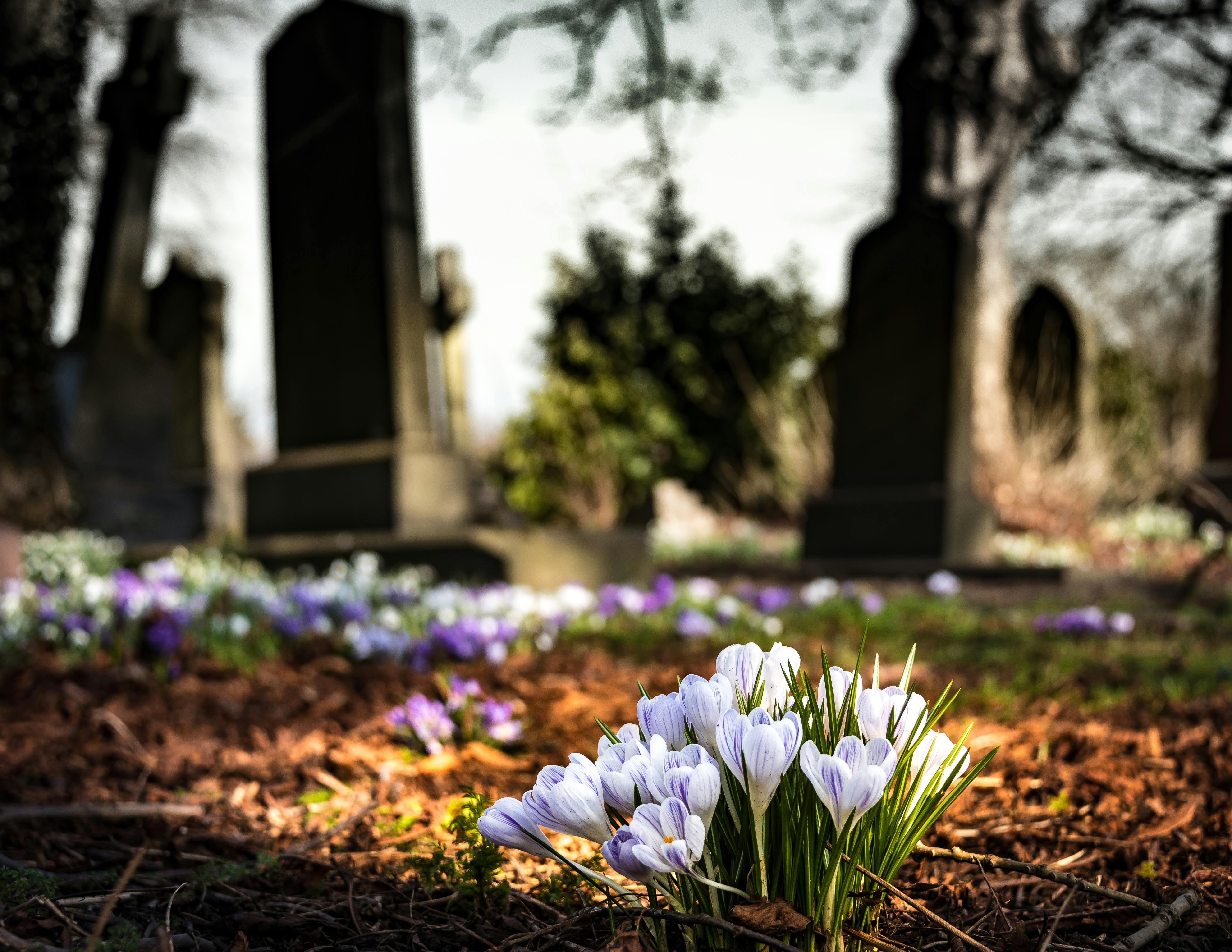 Blumen und Grabsteine auf einem Friedhof | Quelle: Pexels