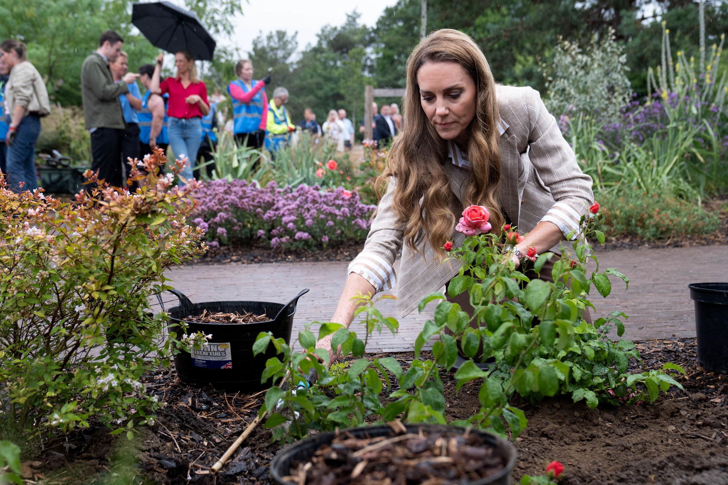 Konzentriert pflegt Prinzessin Catherine den Rosengarten im Colchester Hospital. Die Blüten, die Teil einer Spende in ihrem Namen sind, spiegeln die Botschaft des Besuchs wider: Resilienz und Genesung.