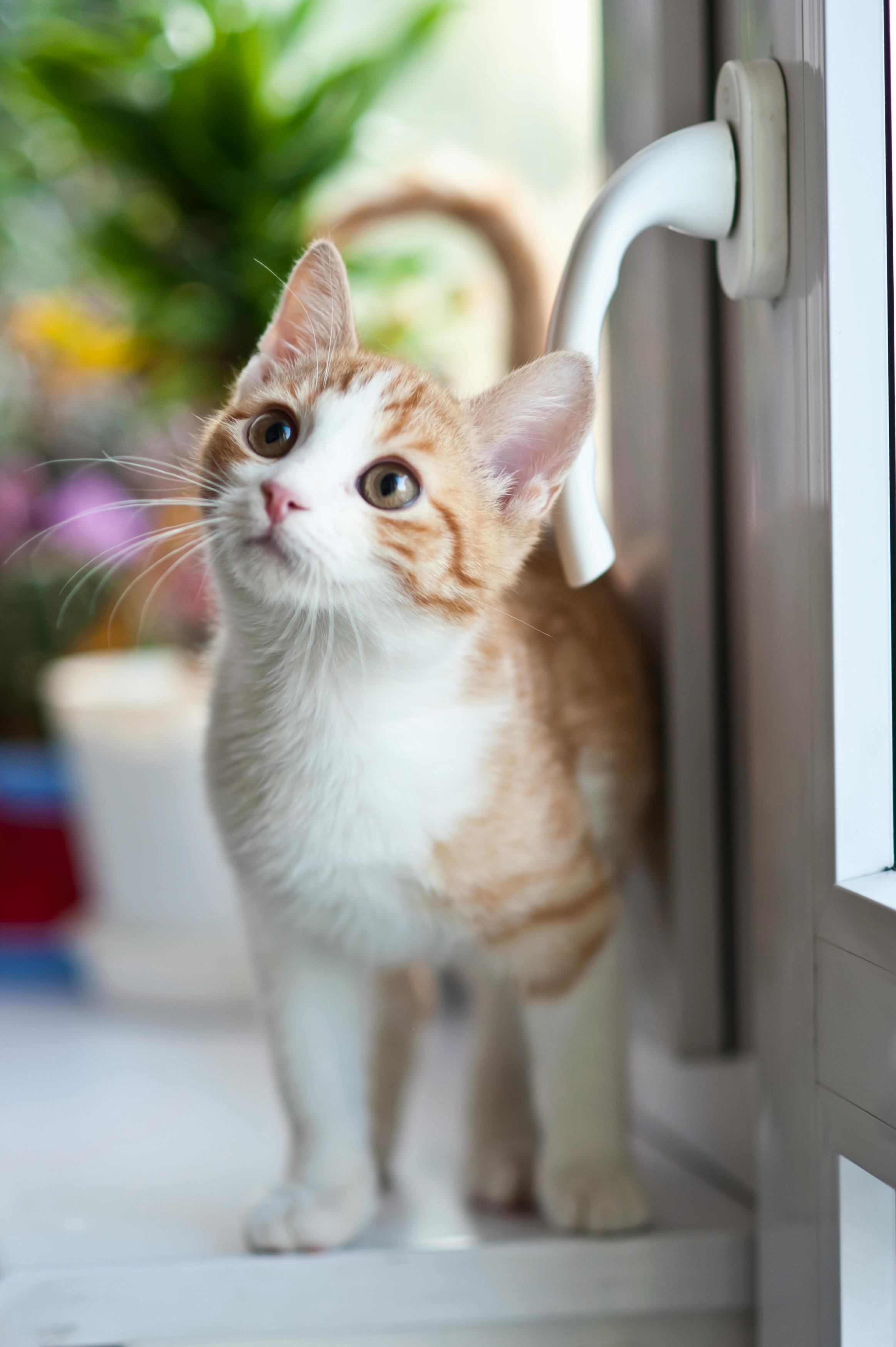 Eine Katze, die auf einem Tresen sitzt | Quelle: Pexels