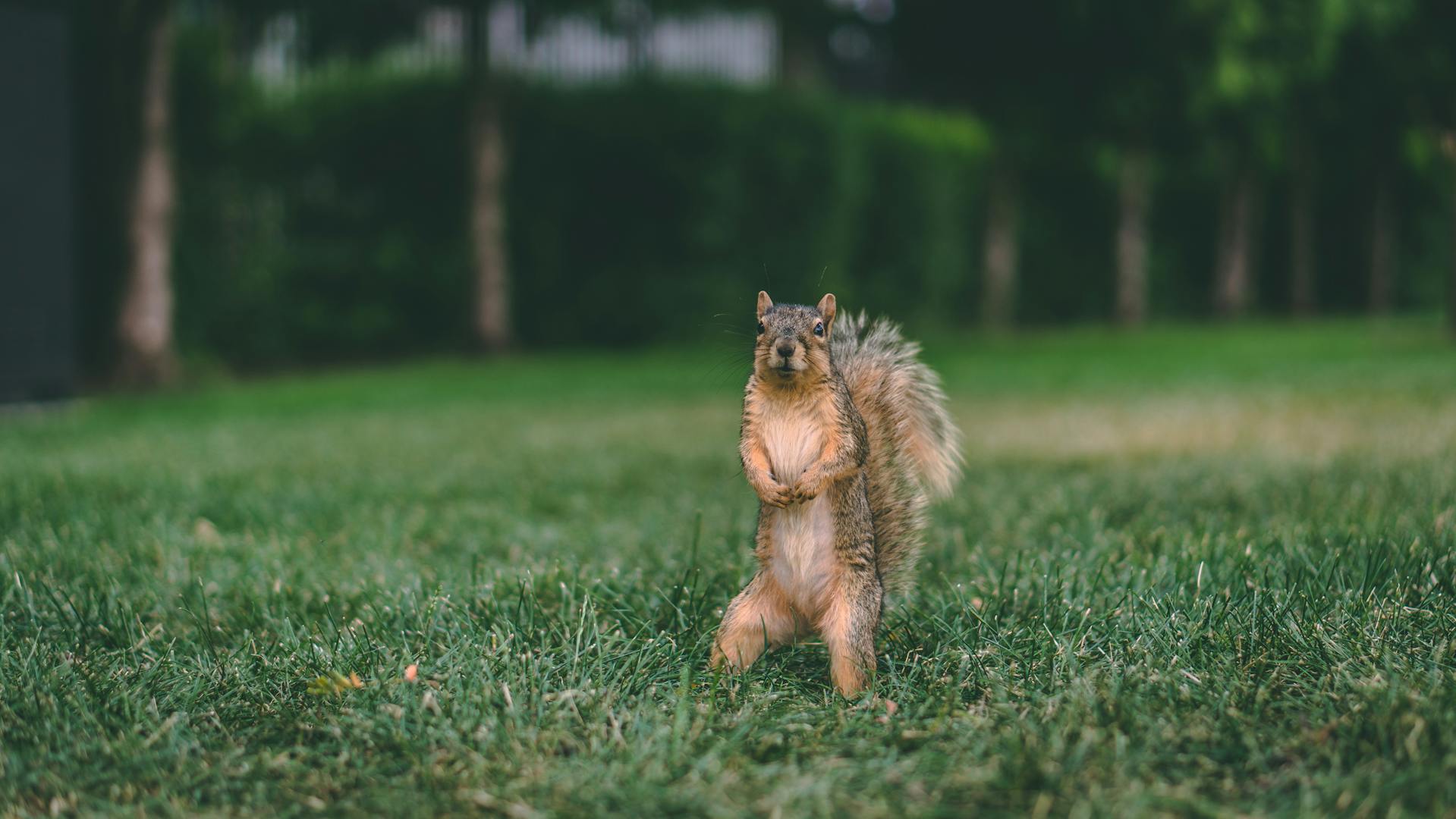 Ein Eichhörnchen auf einer Wiese | Quelle: Pexels