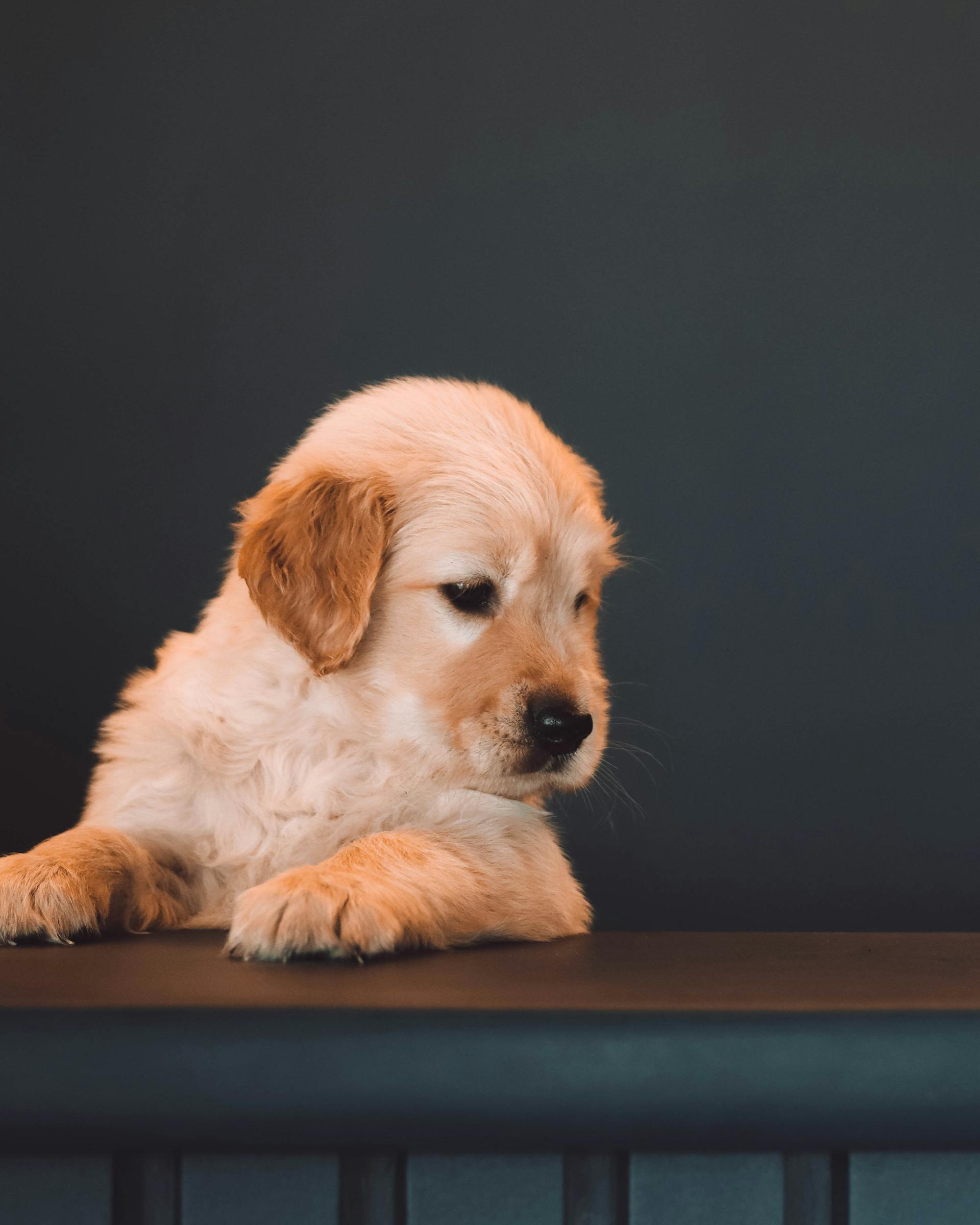 Ein süßer Golden Retriever Welpe, der in die Ferne schaut | Quelle: Pexels