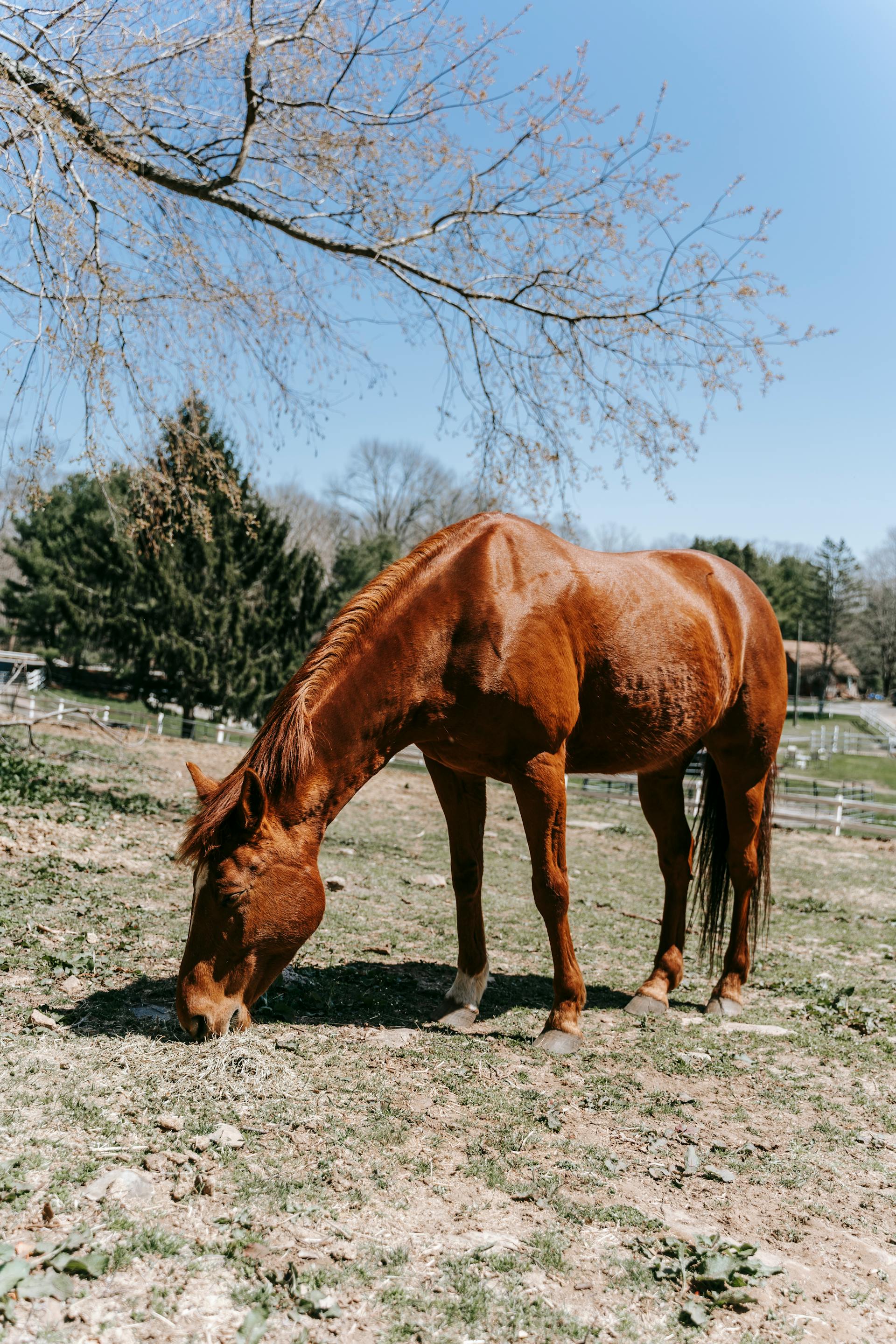 Ein Pferd auf einer Wiese | Quelle: Pexels