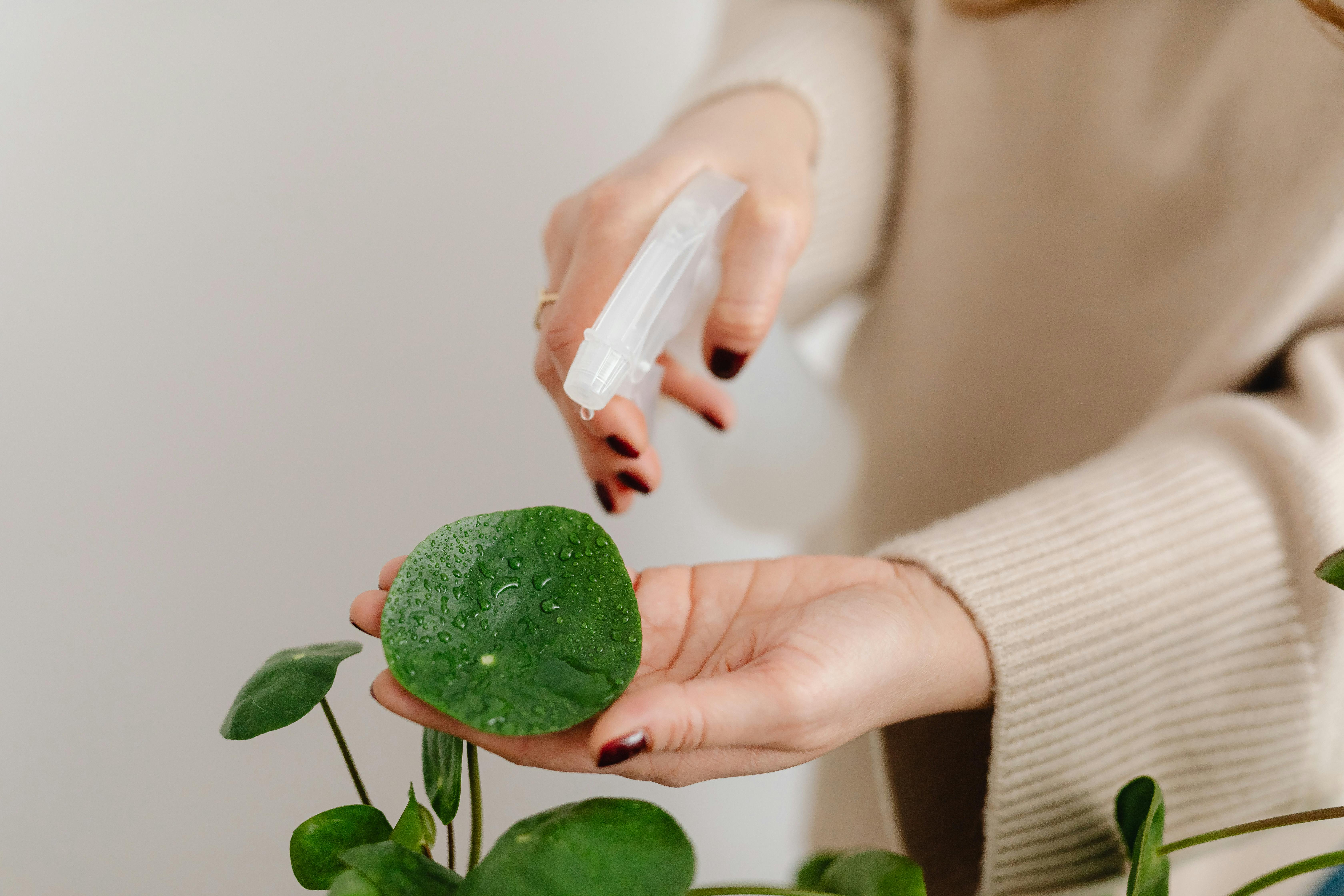 Eine Frau beim Gießen von Pflanzen | Quelle: Pexels