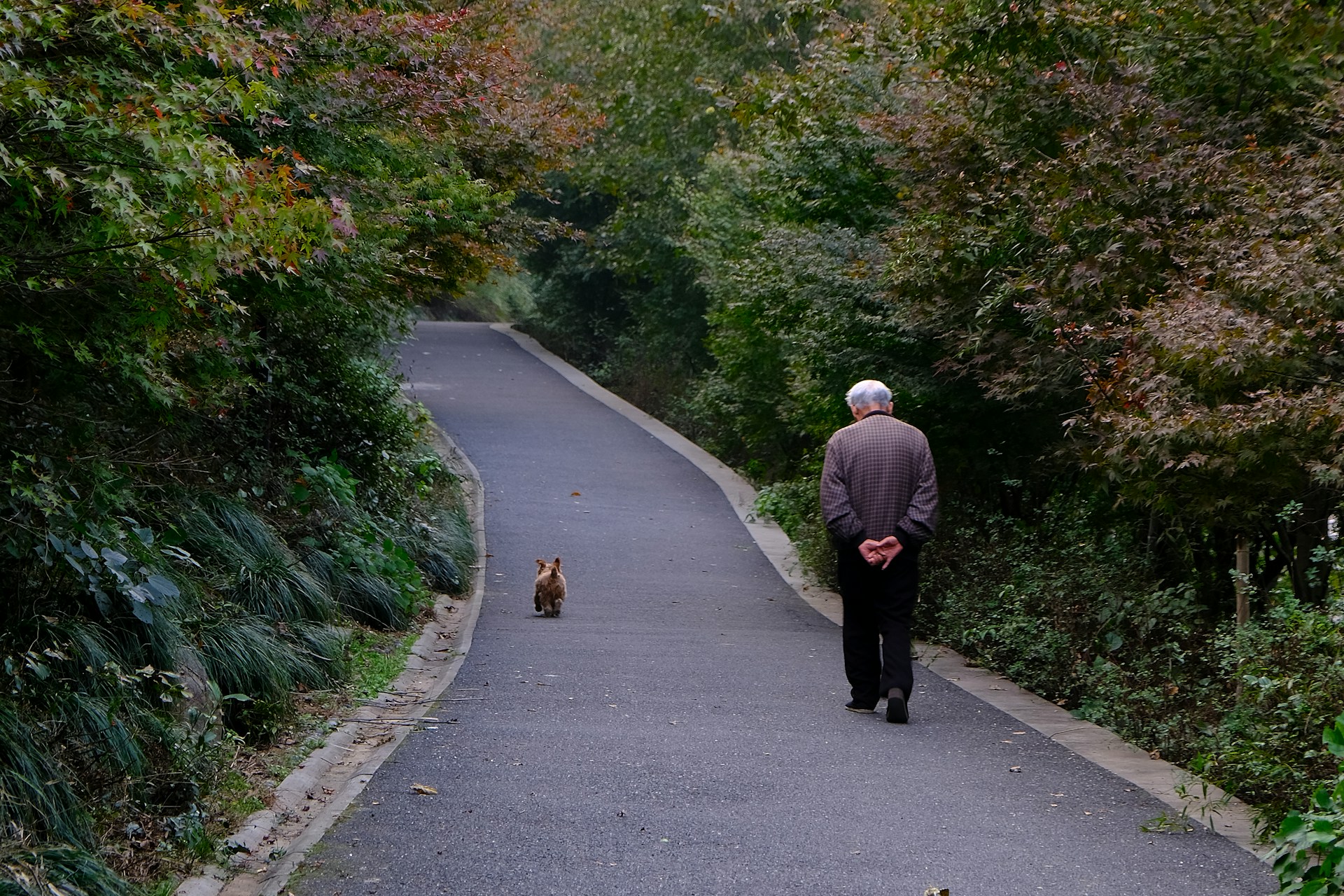 Ein älterer Mann und sein Hund beim Spaziergang auf der Straße | Quelle: Unsplash