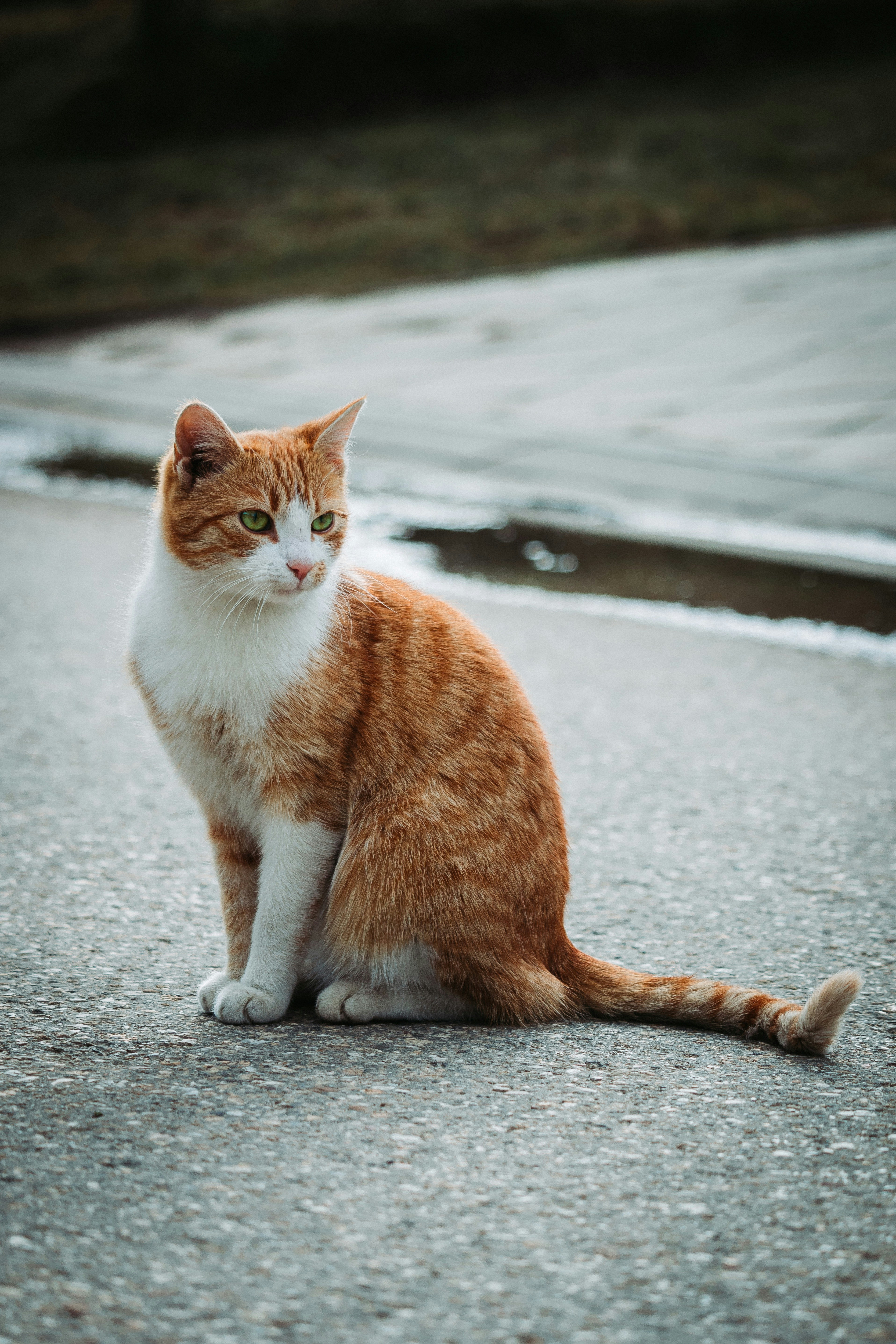 Eine schöne Katze | Quelle: Unsplash
