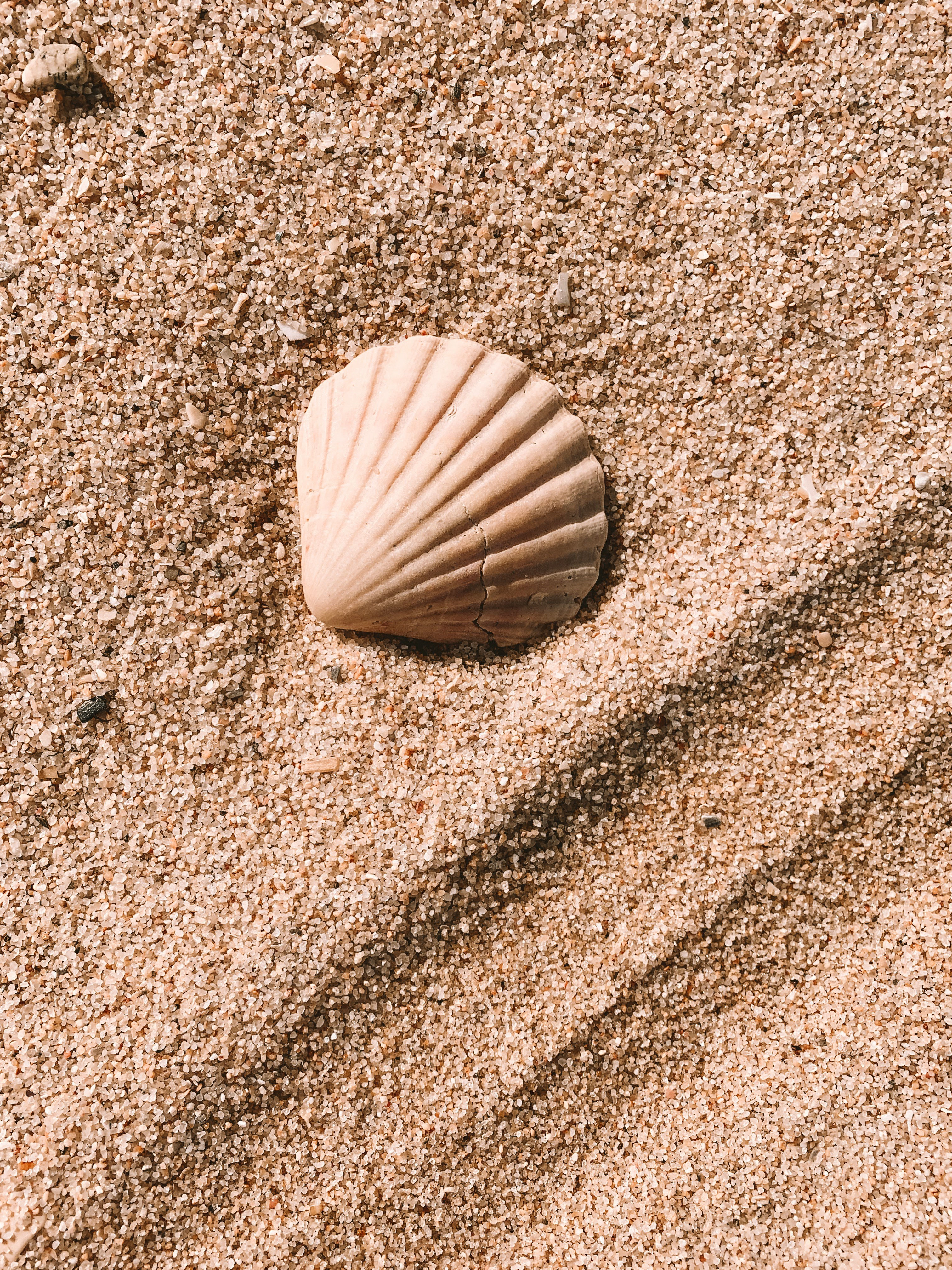 Eine Muschel am Strand | Quelle: Unsplash