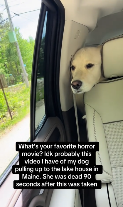 Nahla auf einer Autofahrt Johnny Hilbrant und sein Ehemann in ihrem Haus am See in Maine, gepostet am 14. April 2025 | Quelle: TikTok/johnnyhilbrant