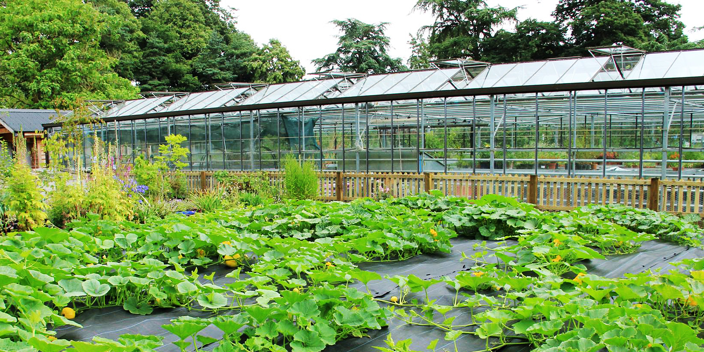 Pflanzen in einem Hinterhof | Quelle: Flickr