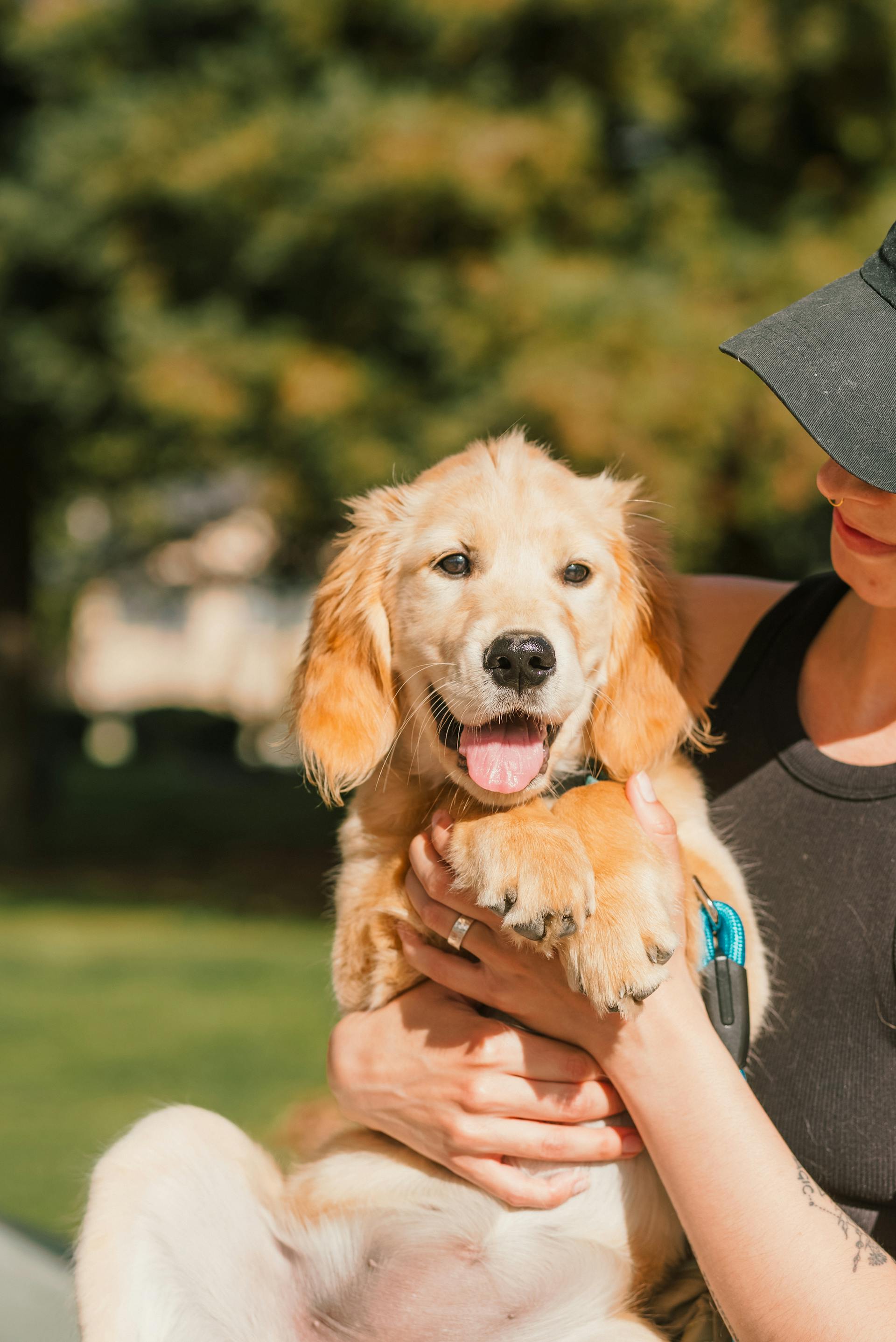 Eine Nahaufnahme einer Frau, die einen Golden Retriever hält | Quelle: Pexels