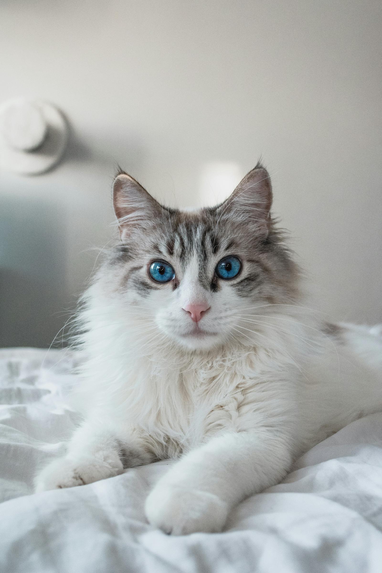 Eine Katze, die sich auf einem Bett ausruht | Quelle: Unsplash