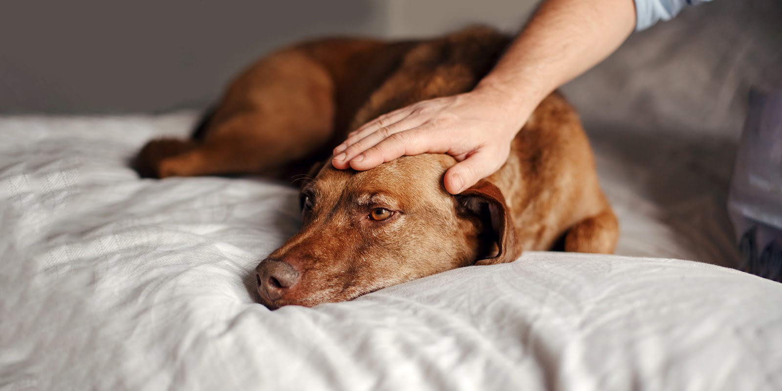 Ein alter Hund | Quelle: Shutterstock