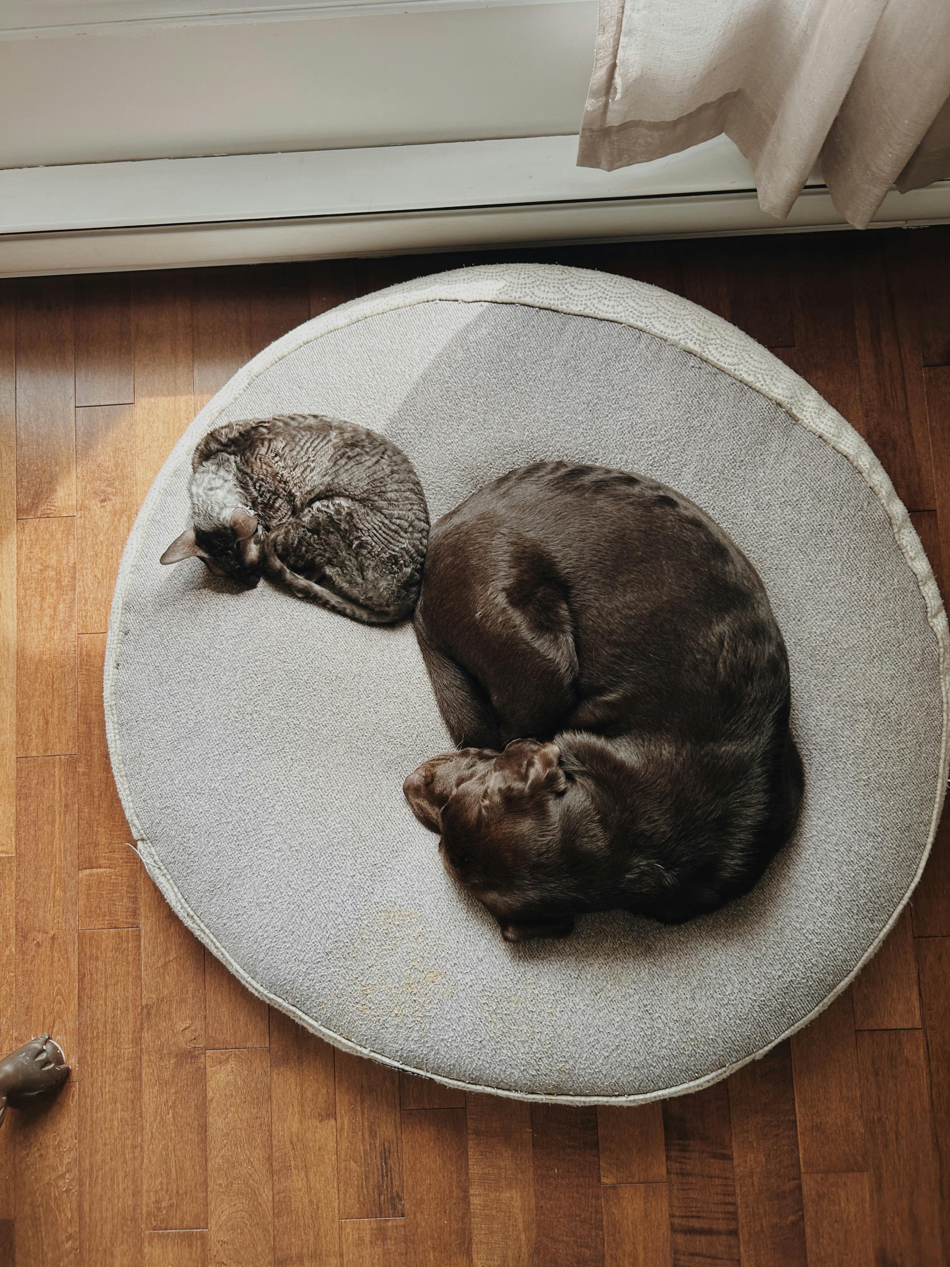 Eine Katze und ein Hund schlafen auf einer Matte | Quelle: Pexels