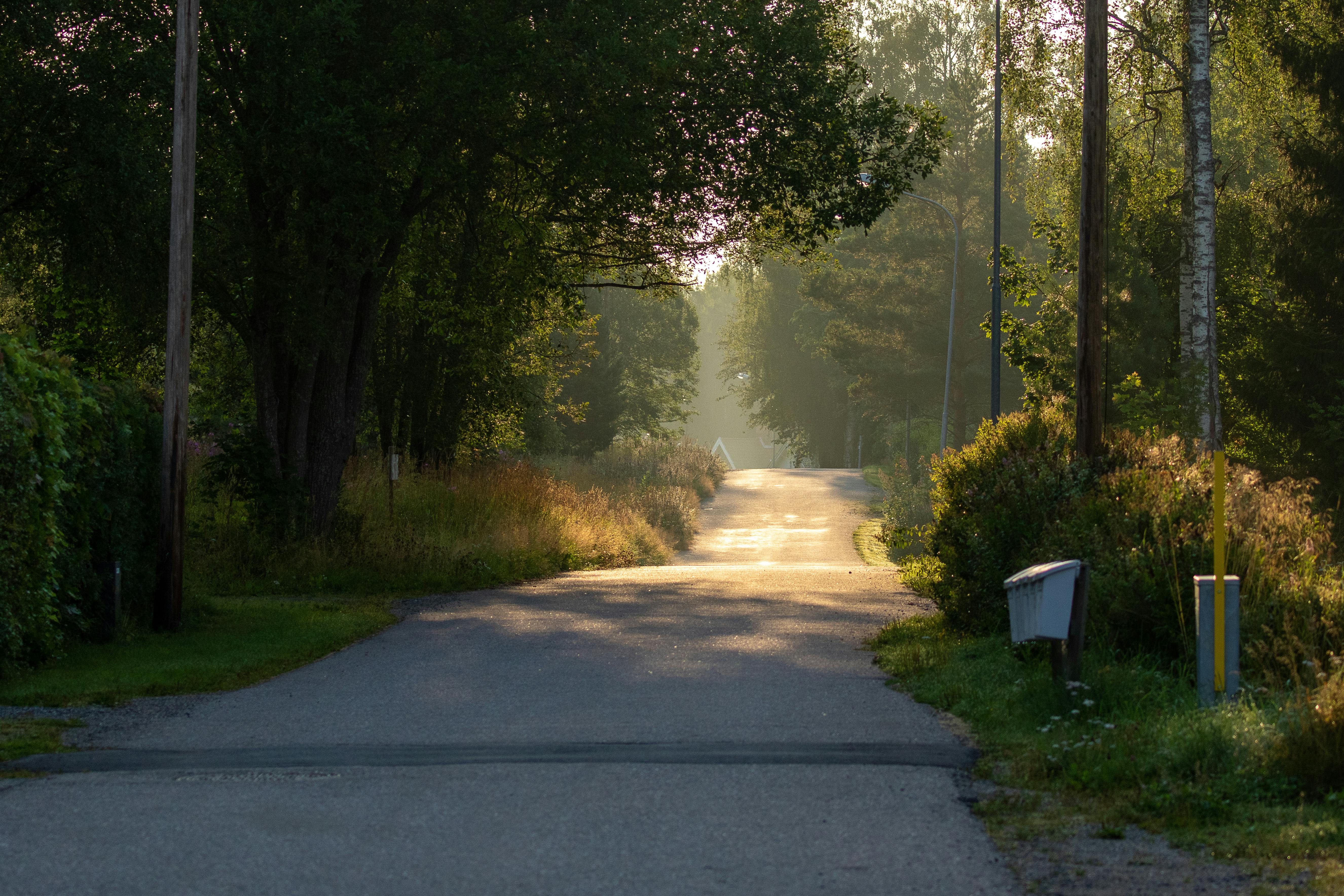 Eine Landstraße mit Bäumen an den Seiten | Quelle: Pexels
