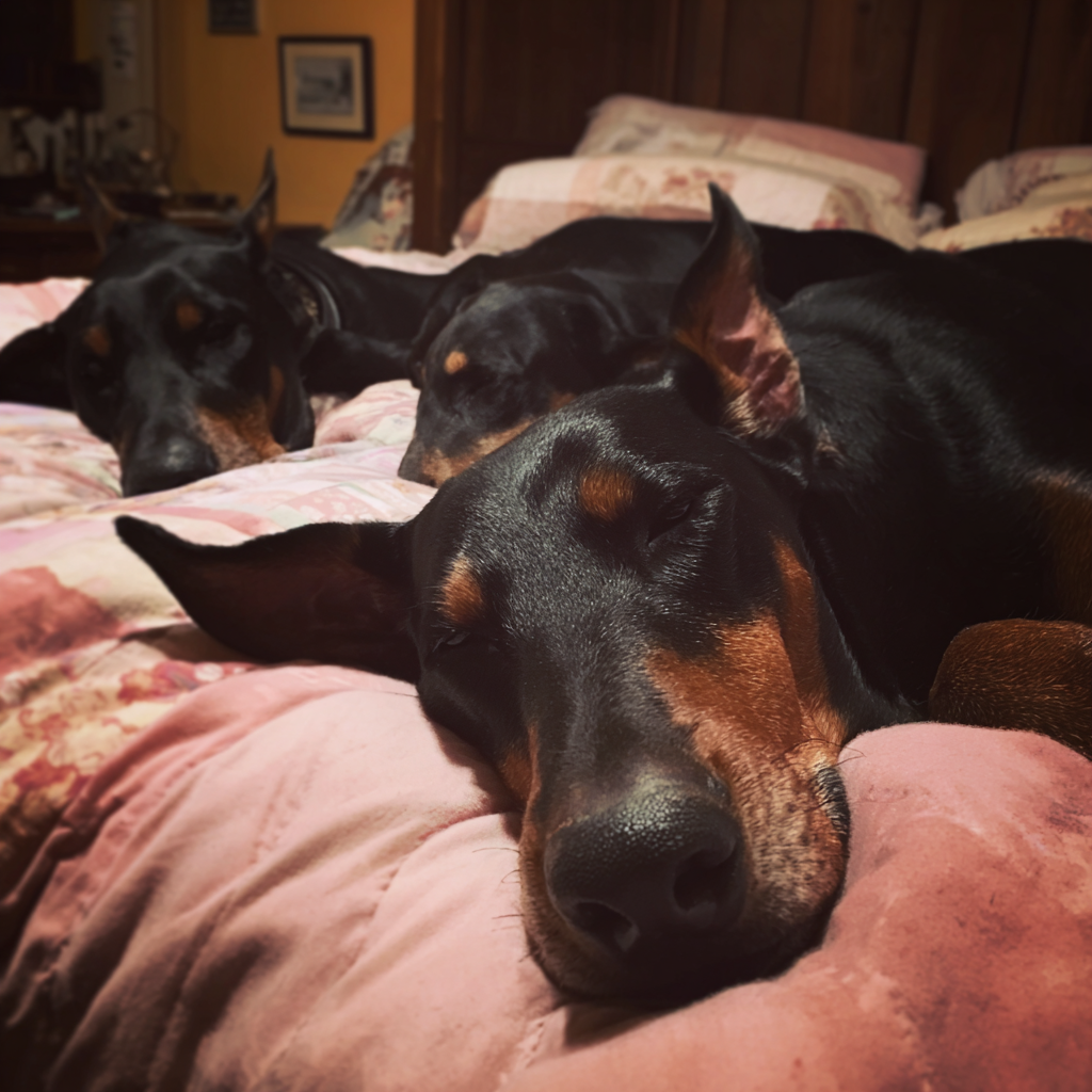 Drei Hunde schlafen auf einem Bett | Quelle: Midjourney