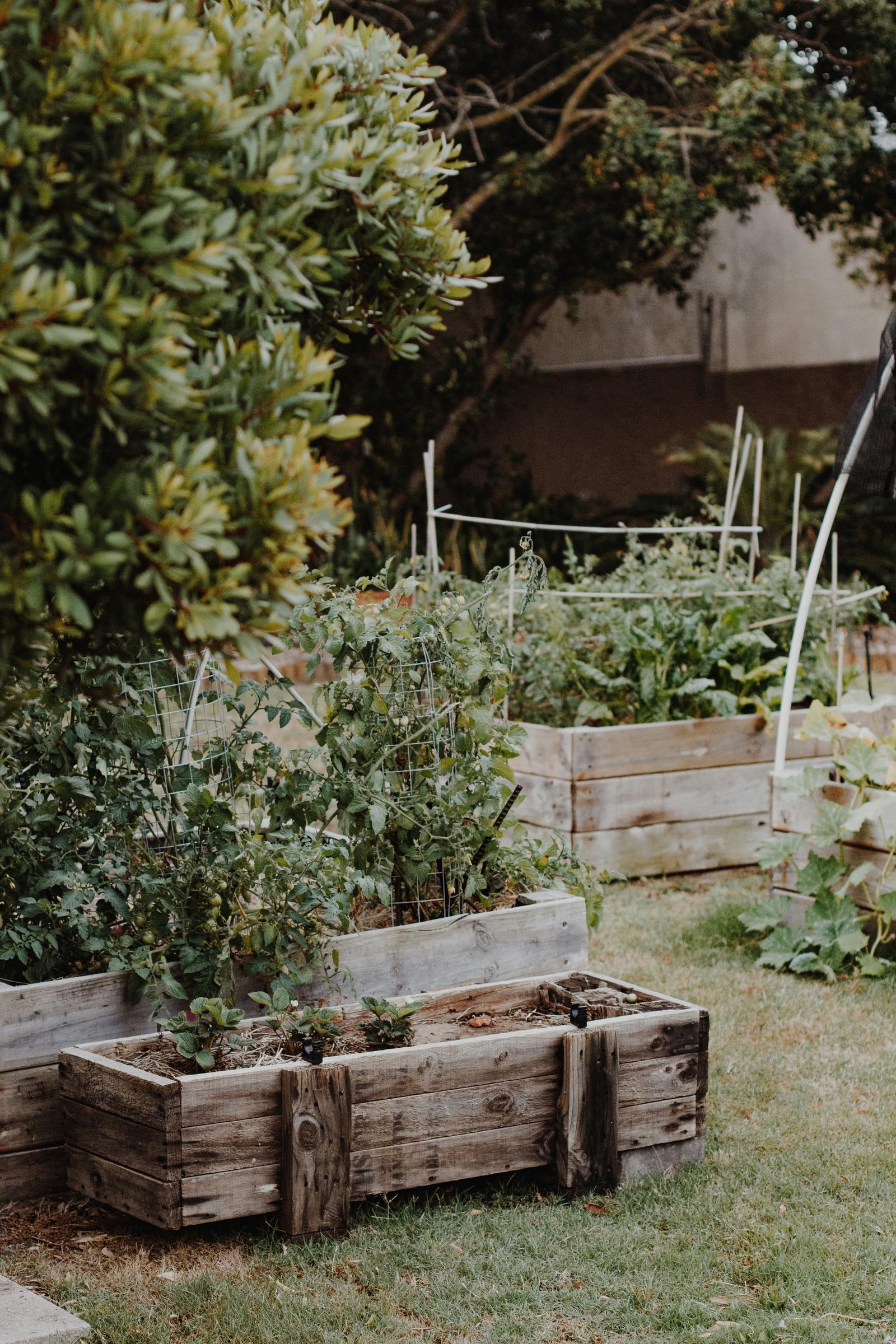 Pflanzgefäße aus Holz in einem Garten | Quelle: Unsplash