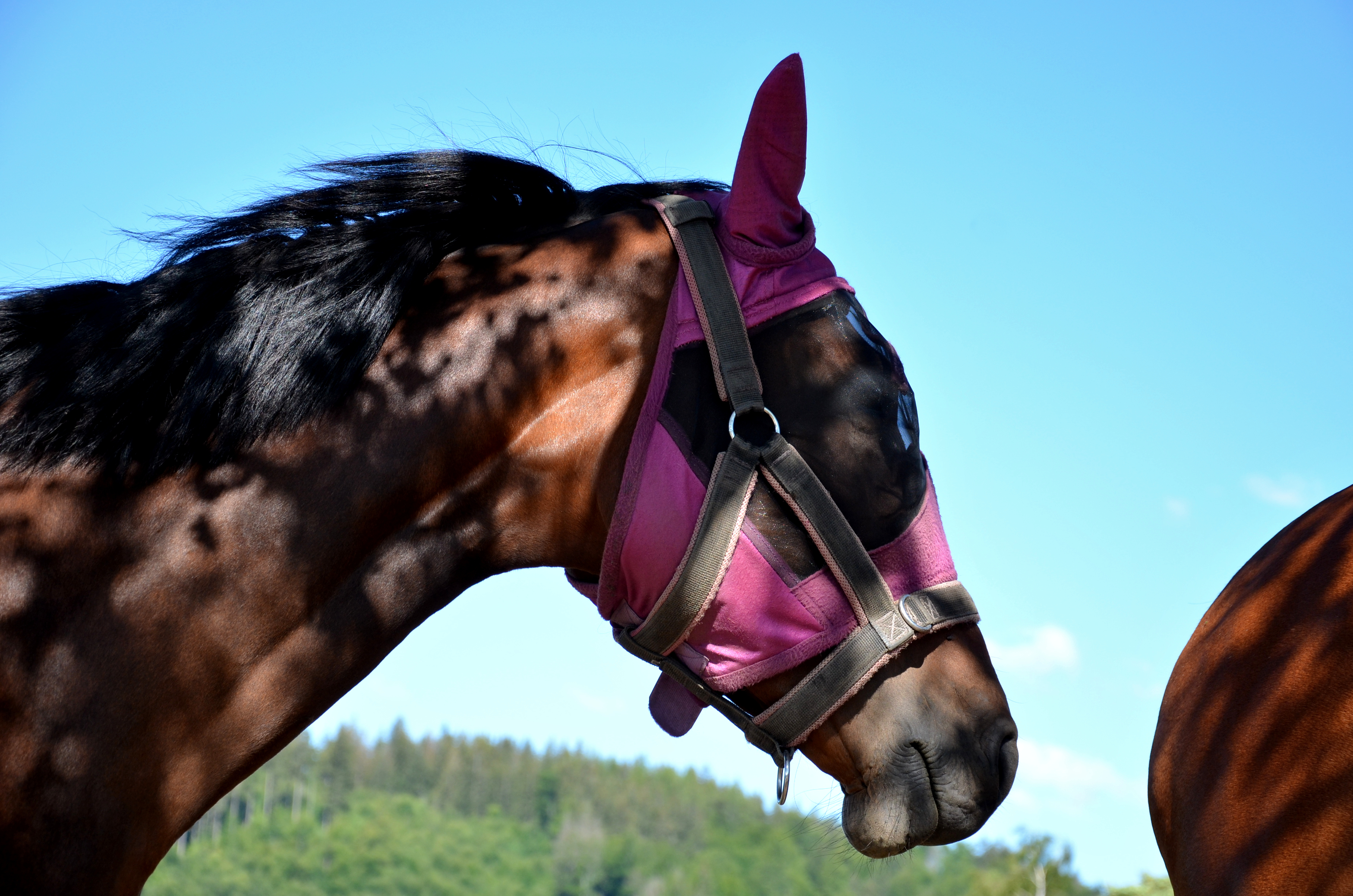 Fliegenmasken schützen die empfindlichen Sinnesorgane von Pferden vor surrenden Plagegeistern. (Symbolbild) | Quelle: Getty Images