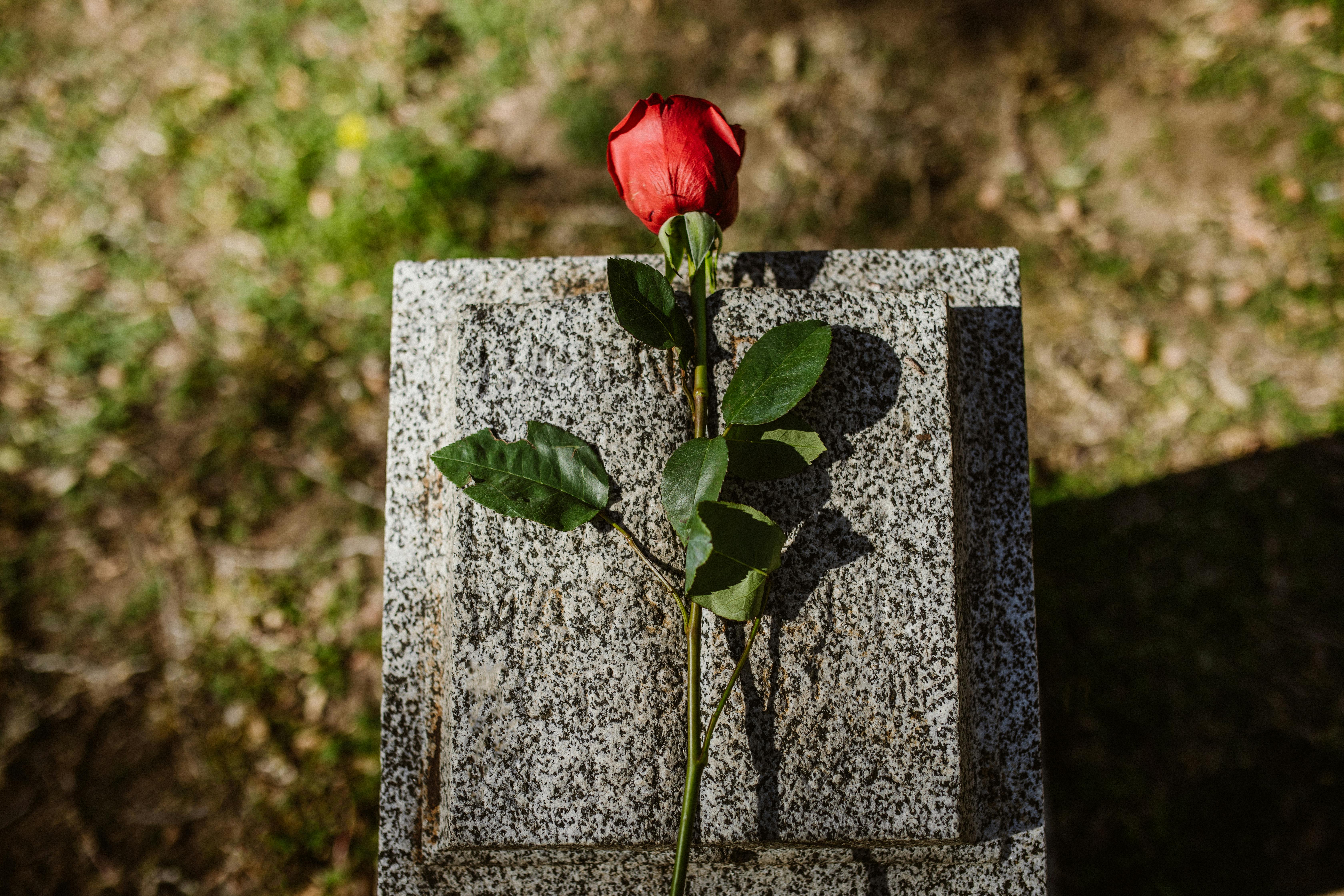 Rosenblüte auf einem Grabstein | Quelle: Pexels