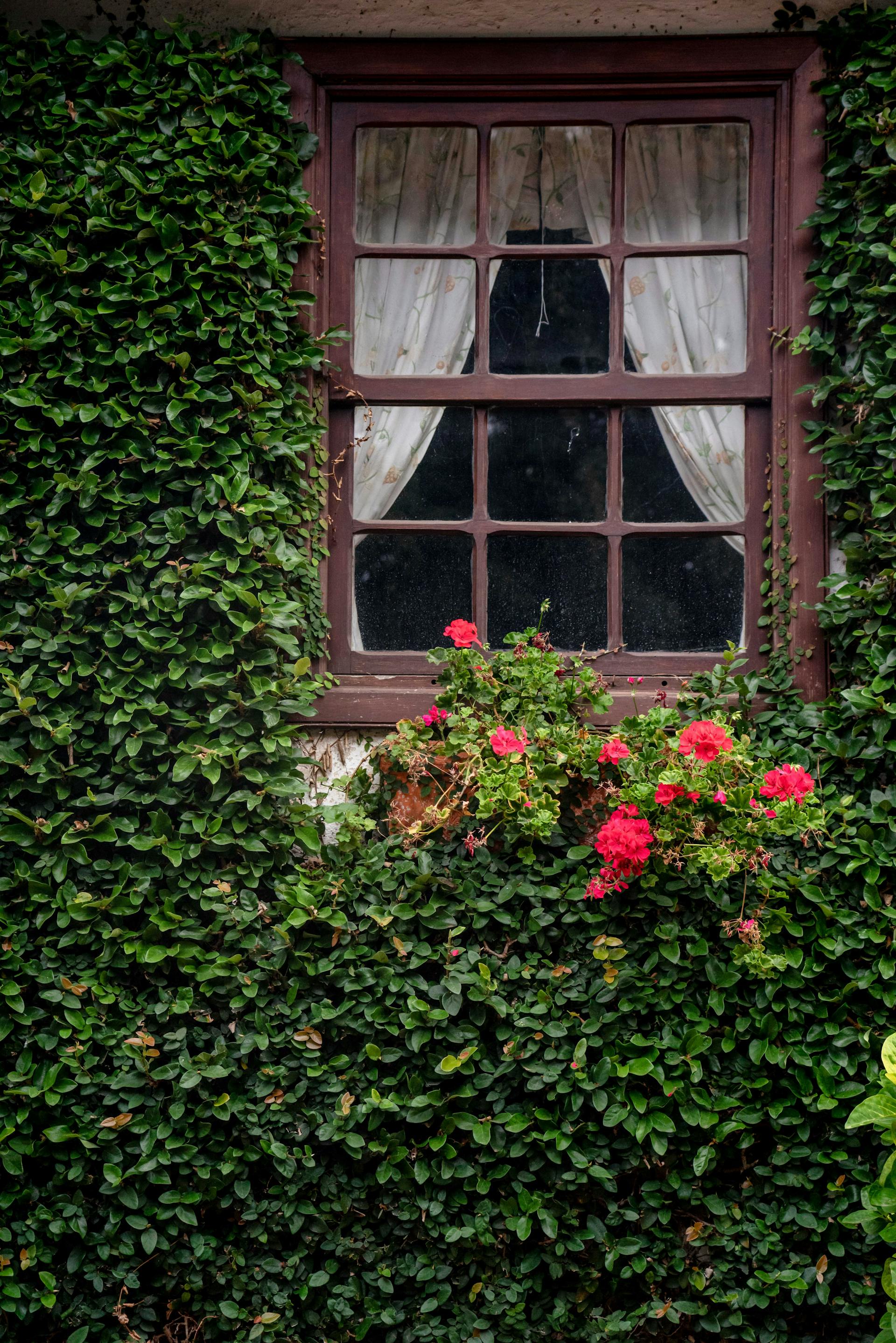 Pflanzen um ein Fenster herum | Quelle: Pexels