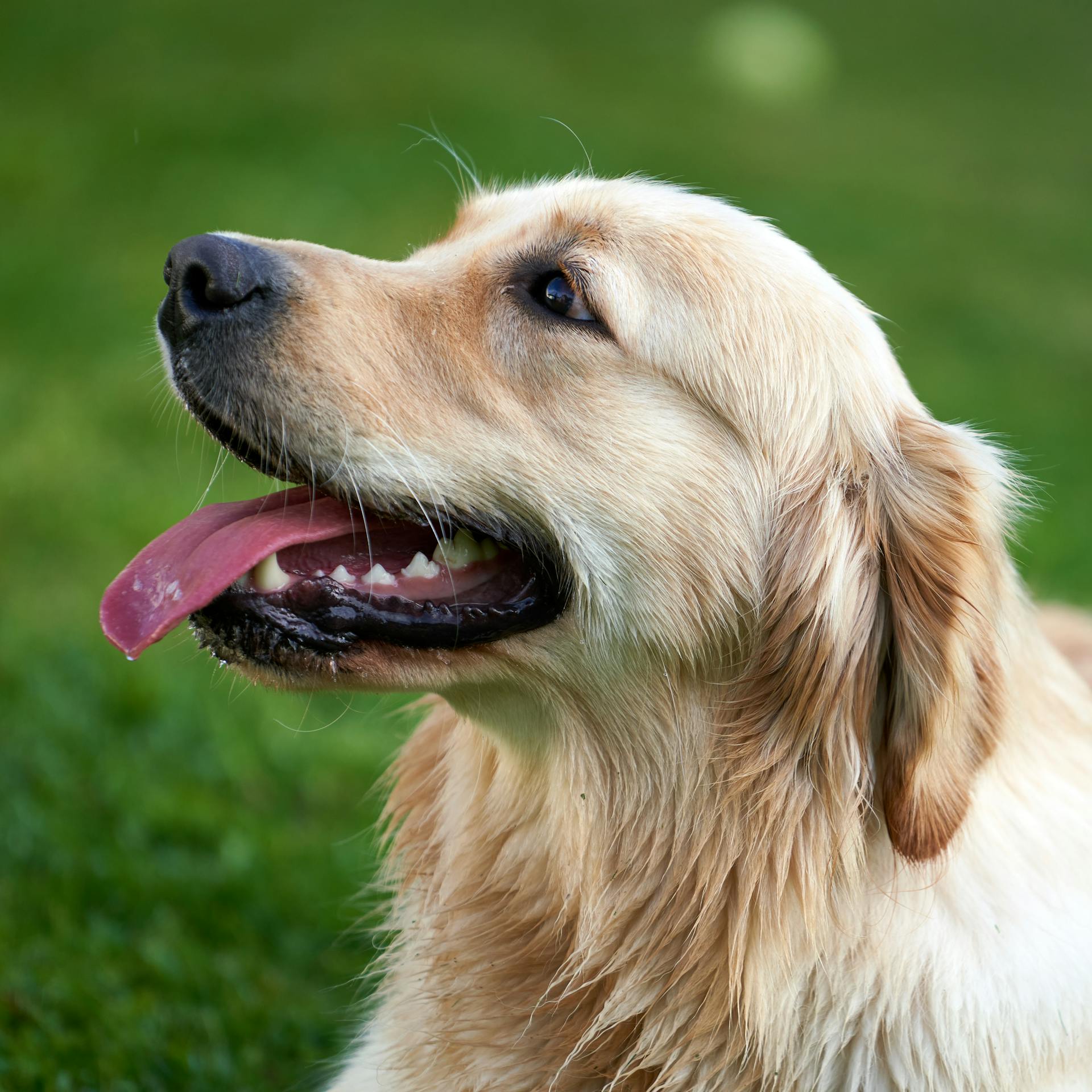Eine Nahaufnahme eines Golden Retrievers | Quelle: Pexels