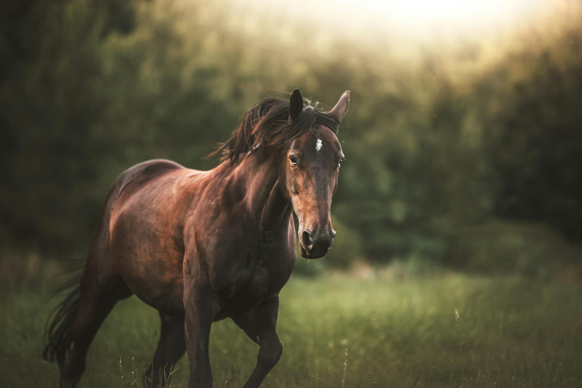 Ein galoppierendes Pferd auf einem Feld | Quelle: Midjourney