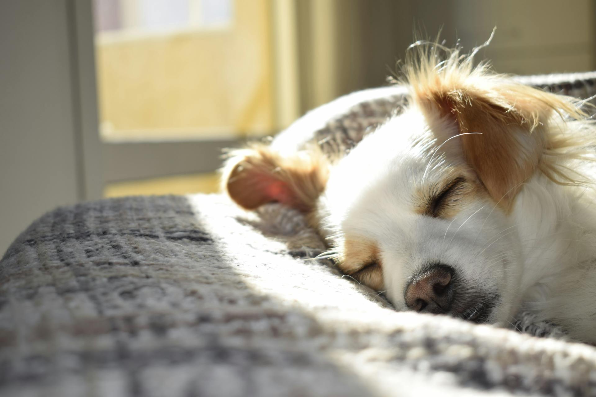 Ein schlafender Hund | Quelle: Pexels