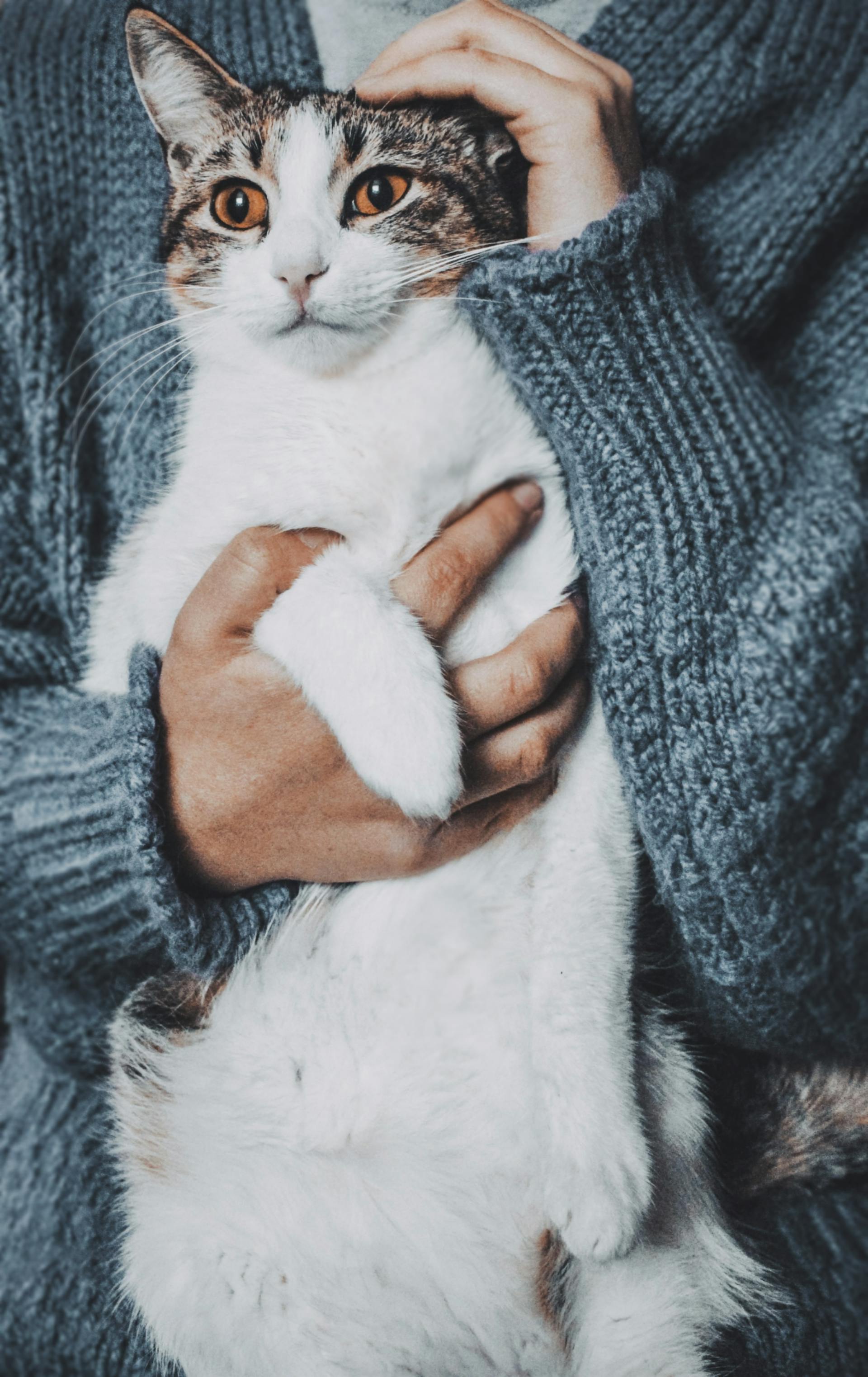 Eine Frau hält eine Katze | Quelle: Pexels