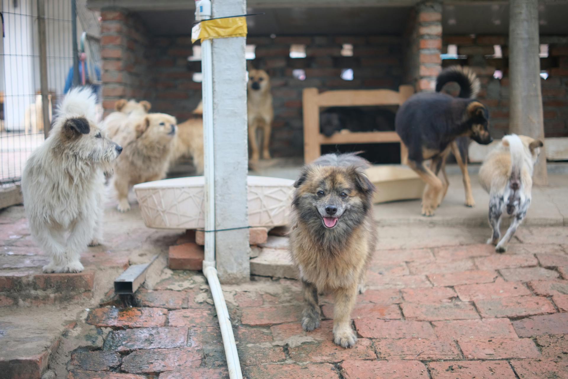 Hunde in einem Tierheim | Quelle: Pexels