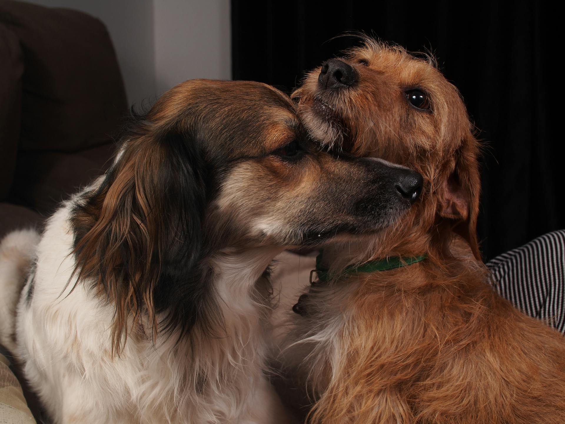 Zwei Hunde sitzen zusammen | Quelle: Pexels