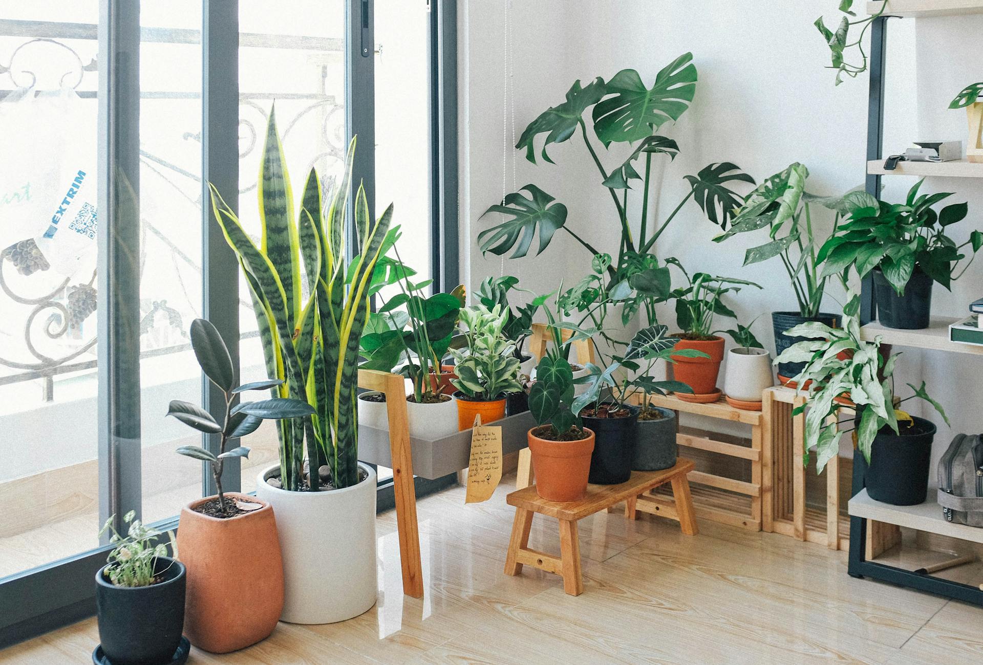 Pflanzen in einem Haus | Quelle: Pexels