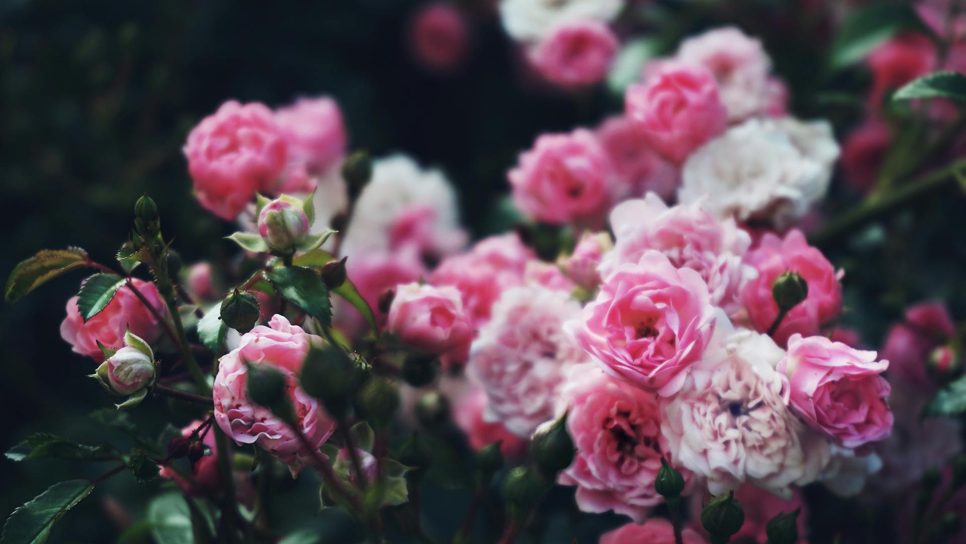 Eine Nahaufnahme von Rosen in einem Garten | Quelle: Pexels