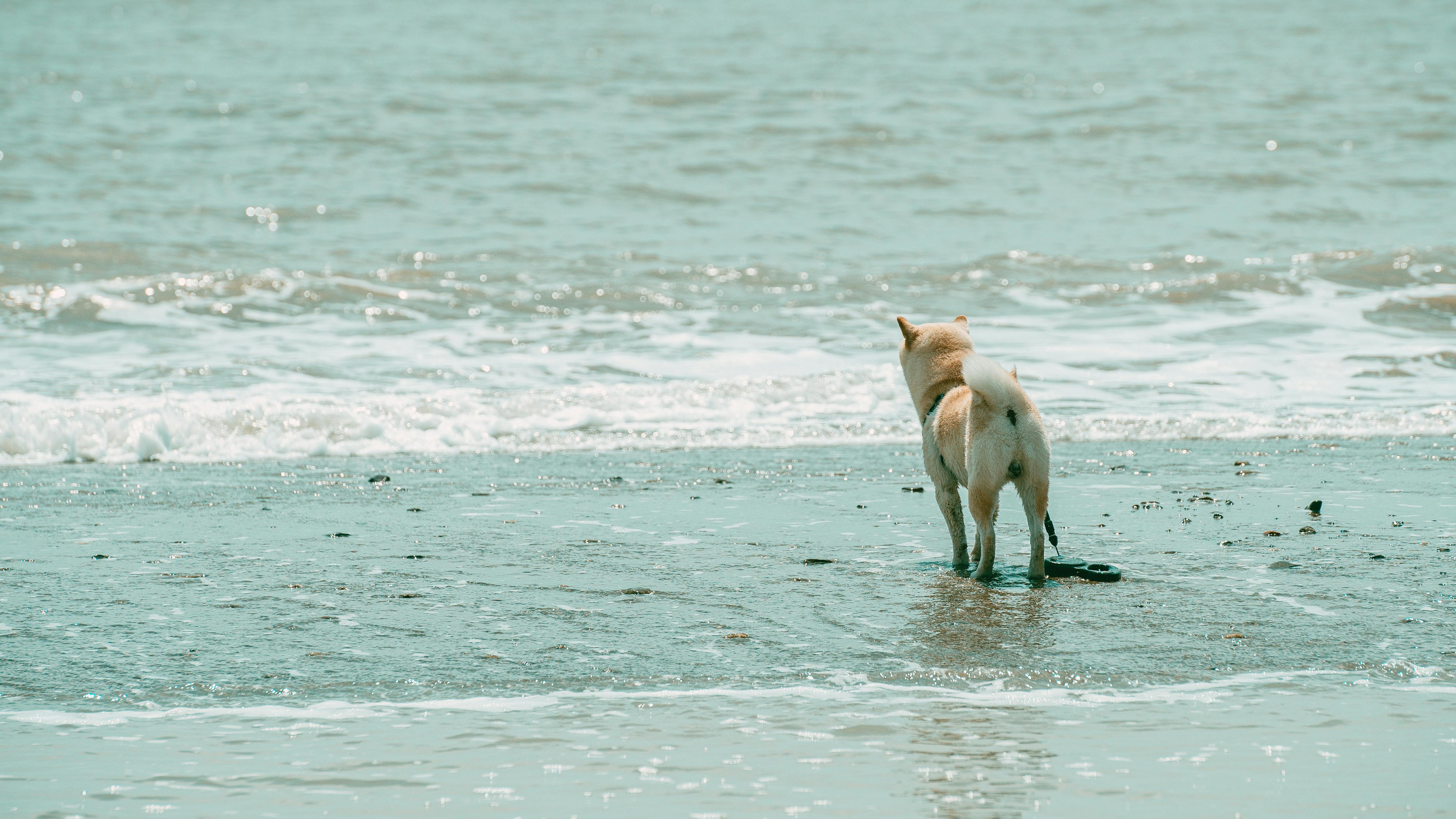 Ein Hund am Strand | Quelle: Pexels