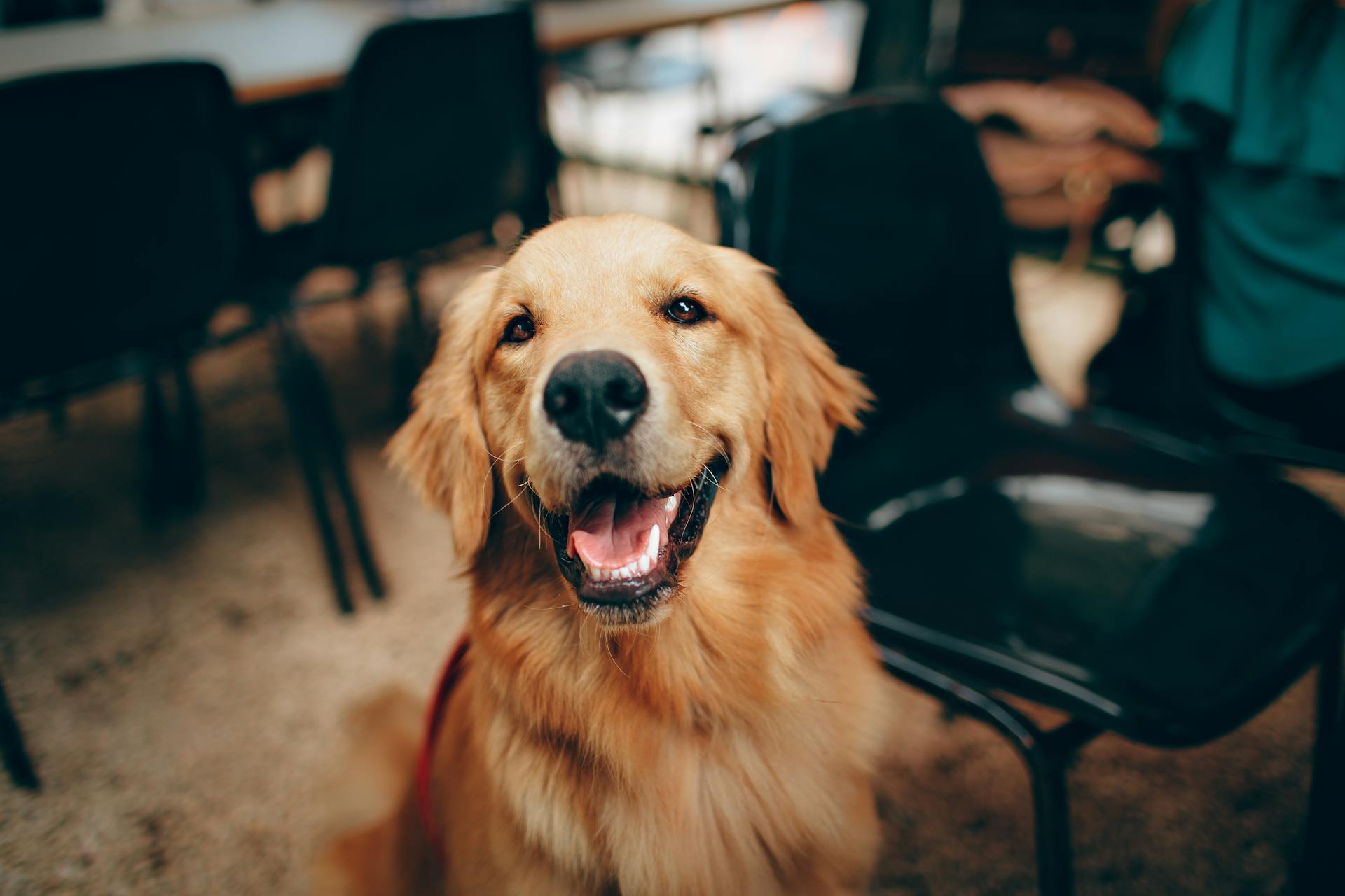 Ein Hund | Quelle: Pexels