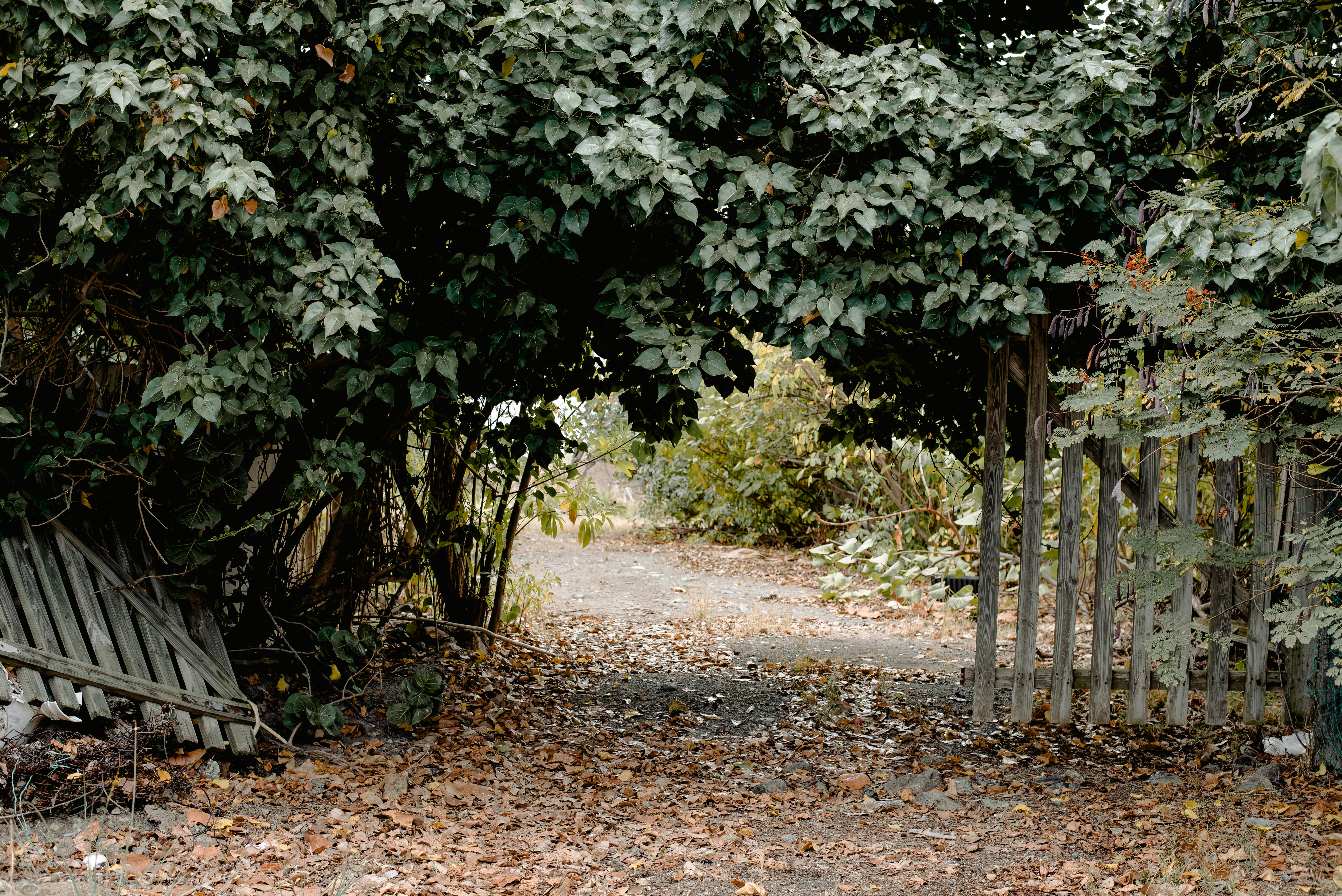 Ein kaputter Holzzaun | Quelle: Pexels