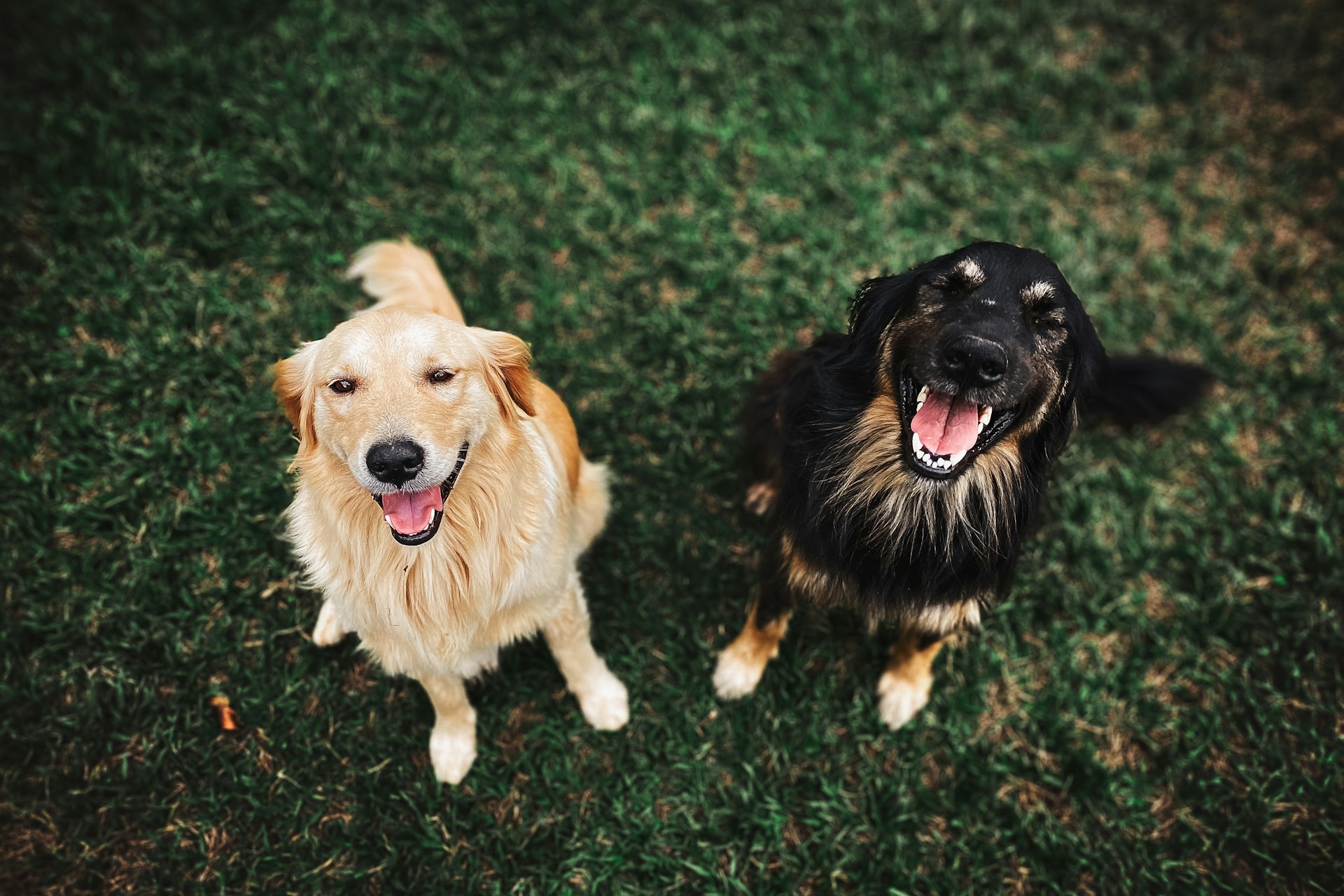 Zwei liebenswerte Hunde | Quelle: Unsplash