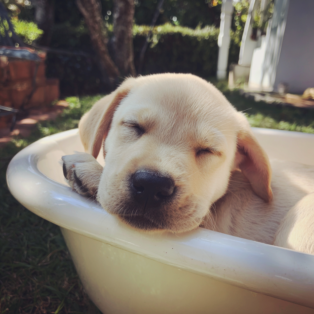 Ein Labrador-Welpe schläft in einer Badewanne | Quelle: Midjourney