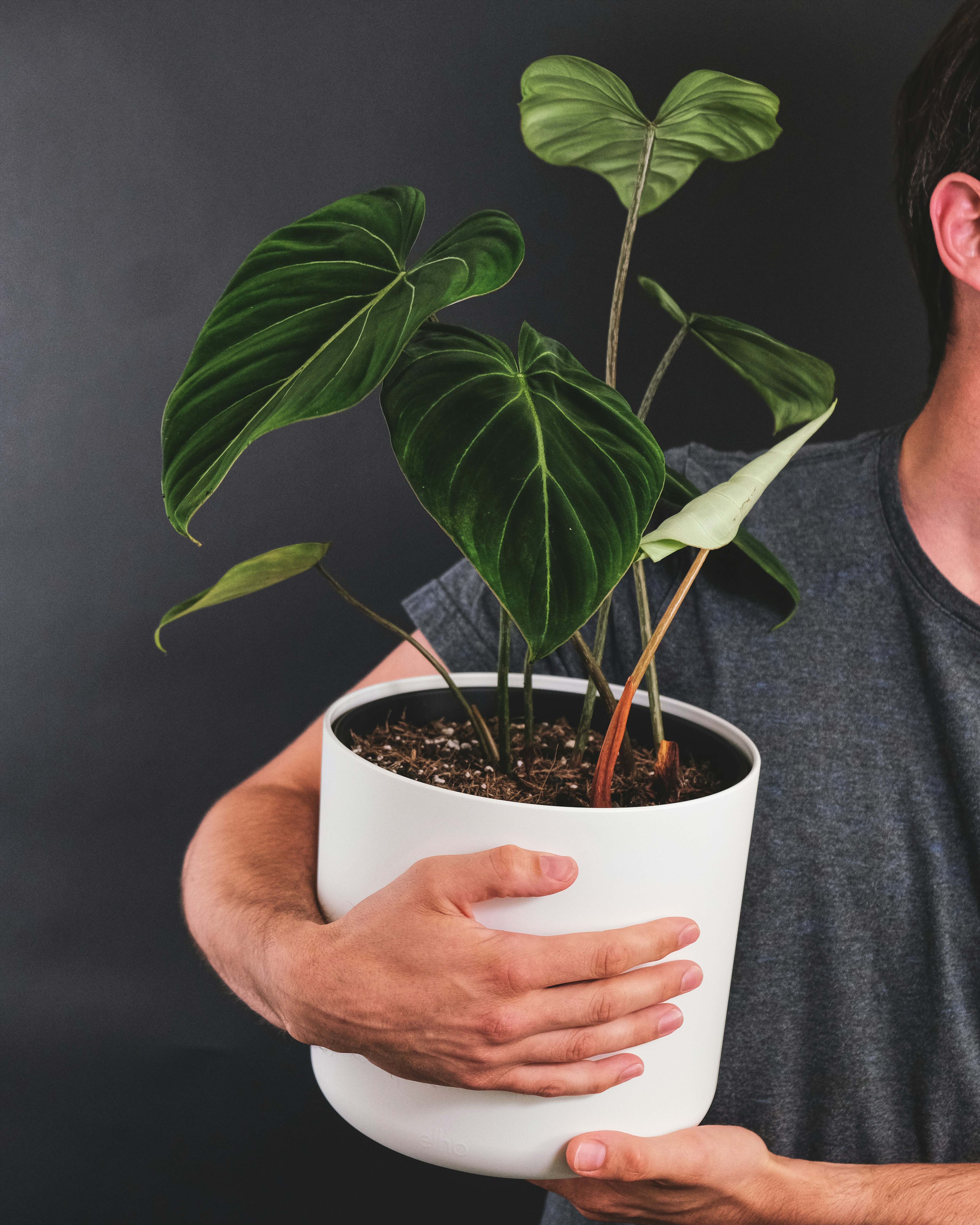 Eine Person hält eine Pflanze | Quelle: Unsplash