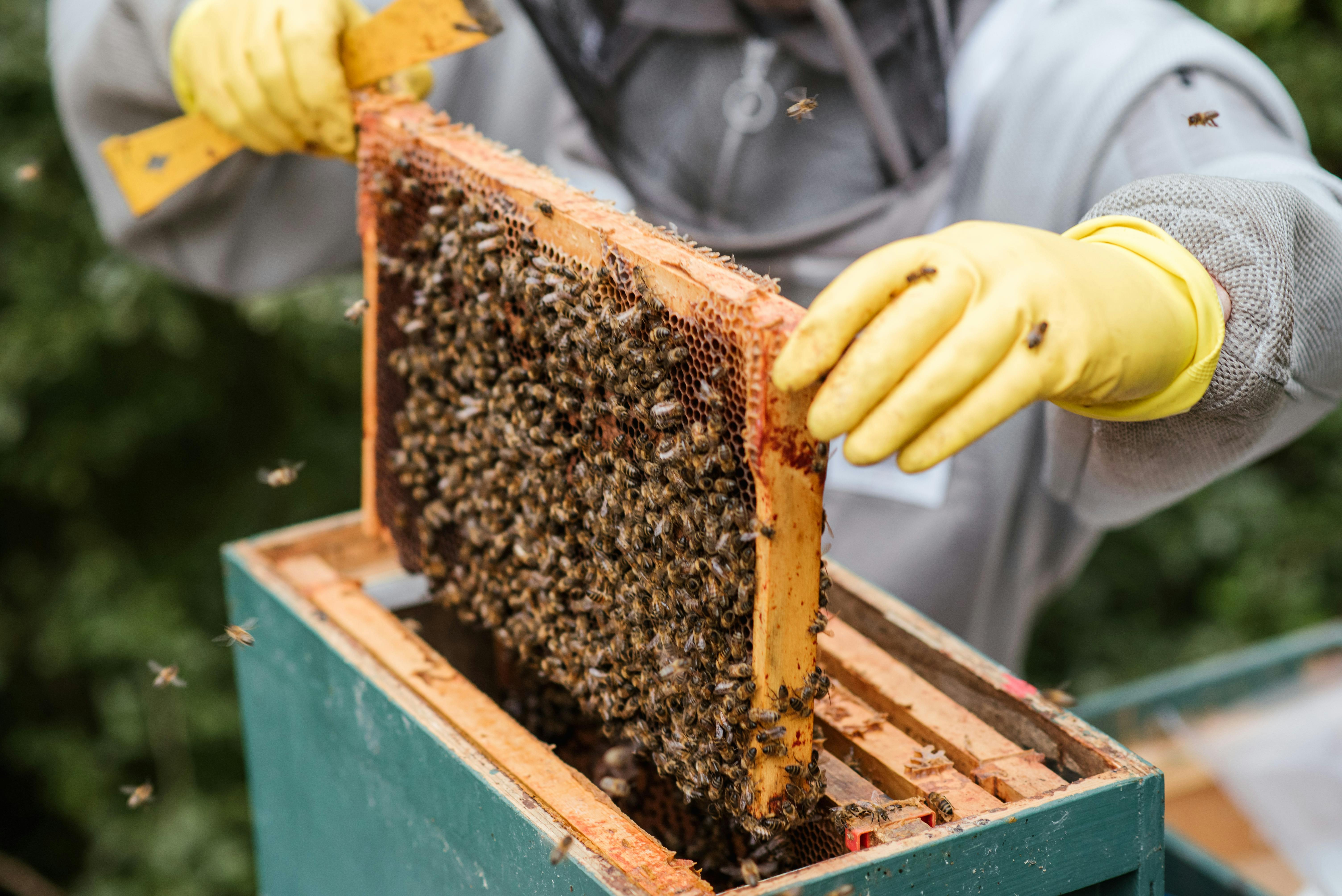 Landwirt nimmt Honigwaben aus dem Bienenstock | Quelle: Pexels