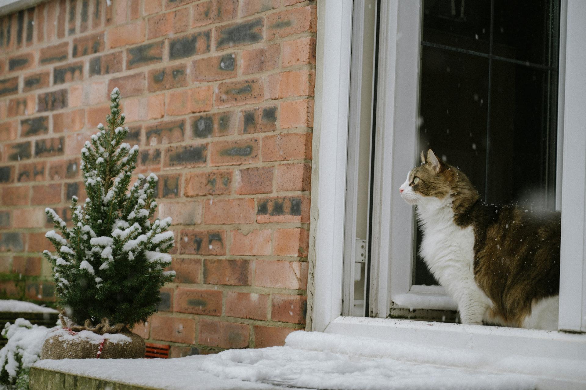 Eine Katze sitzt im Schnee vor einem Fenster | Quelle: Pexels