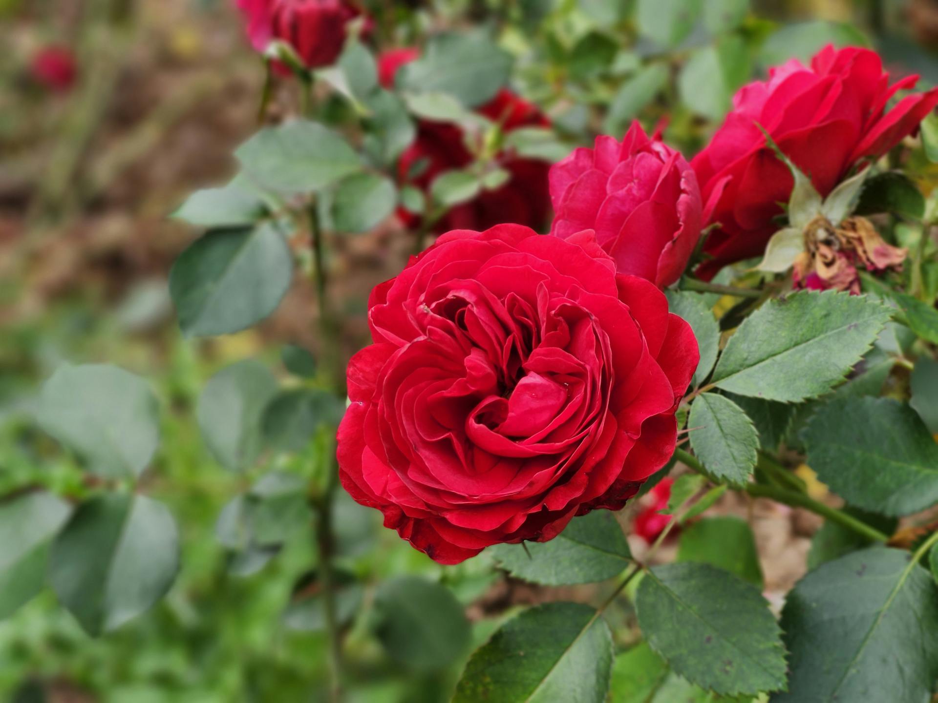 Leuchtend rote Rosen blühen in einem Garten | Quelle: Pexels