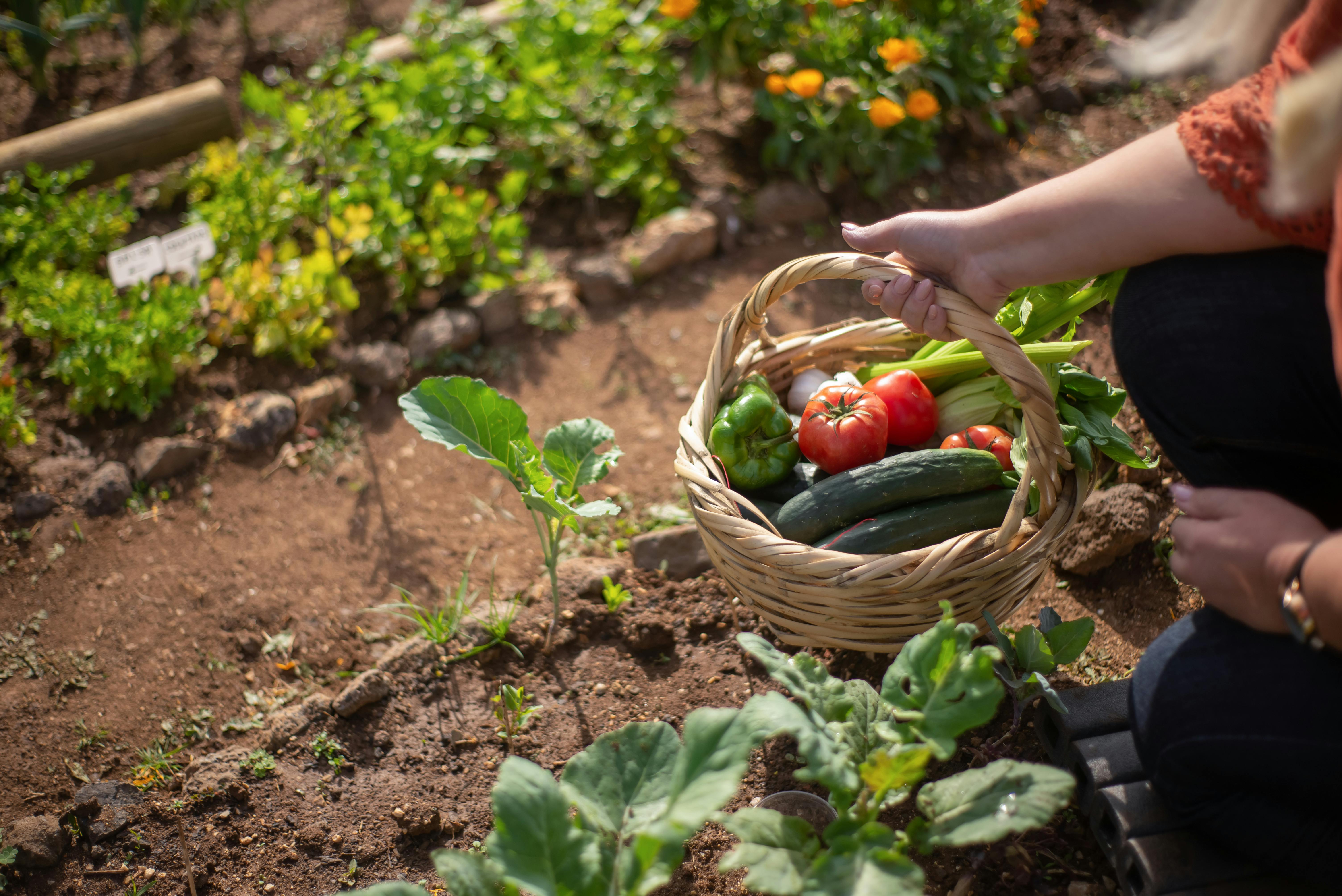Eine Frau hält einen Korb in einem Gemüsegarten | Quelle: Pexels