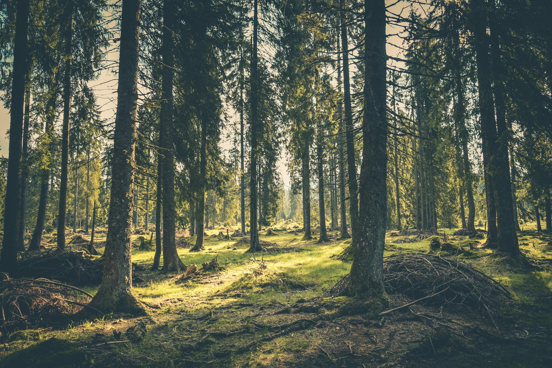 Der Wald | Quelle: Pexels