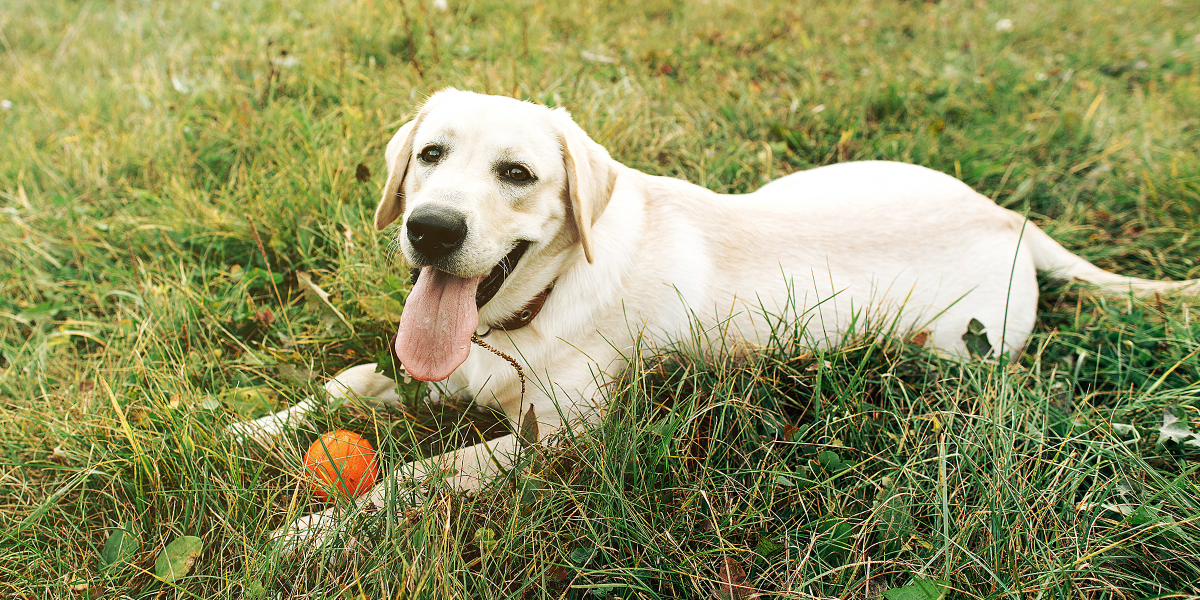 Ein Hund, der mit einem orangefarbenen Ball im Gras liegt | Quelle: Freepik