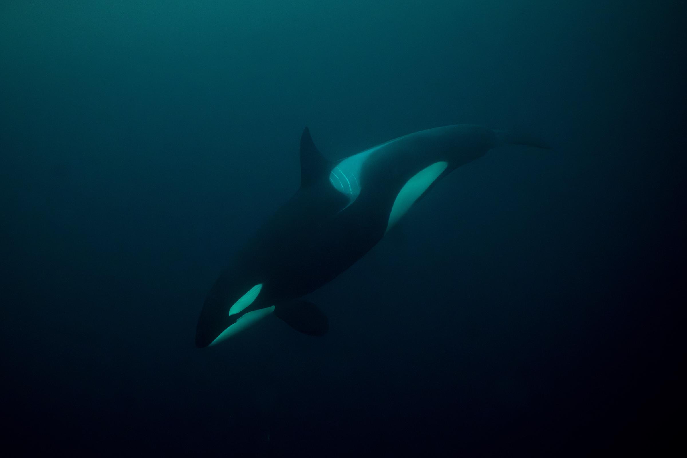 Ein weiblicher Orca | Quelle: Getty Images