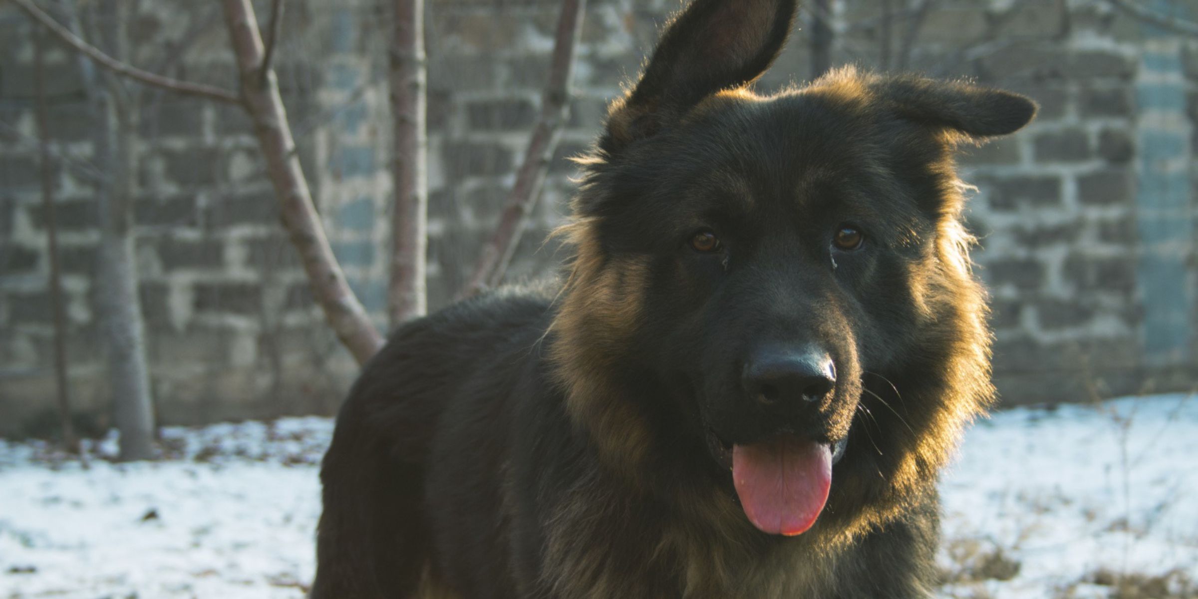 Ein Deutscher Schäferhund umgeben von Schnee in einem städtischen Gebiet | Quelle: Freepik
