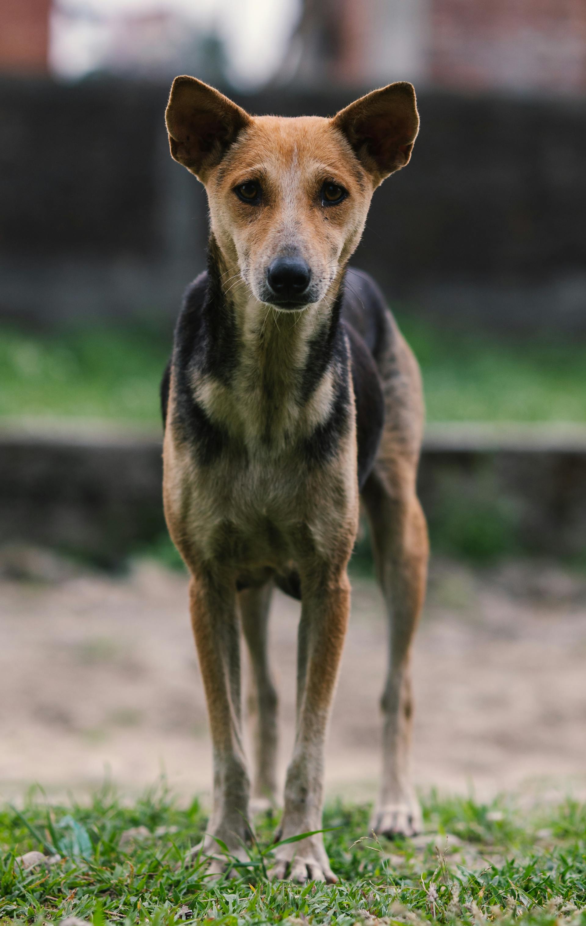 Ein rauflustiger kleiner Hund im Freien | Quelle: Pexels