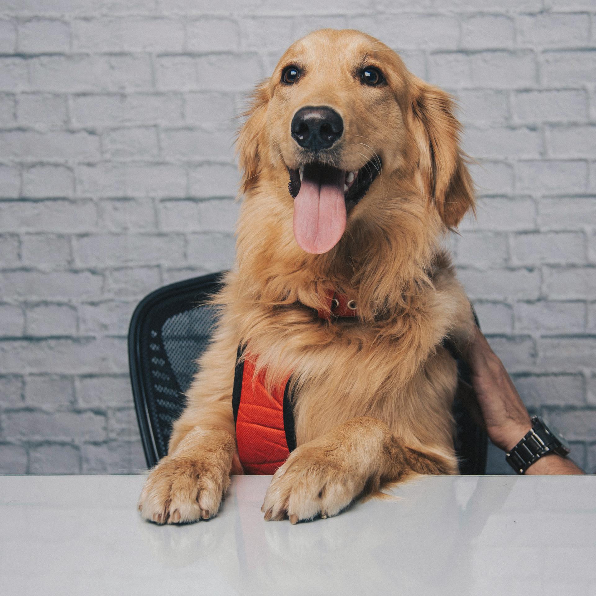 Ein Hund in einem Haus | Quelle: Pexels