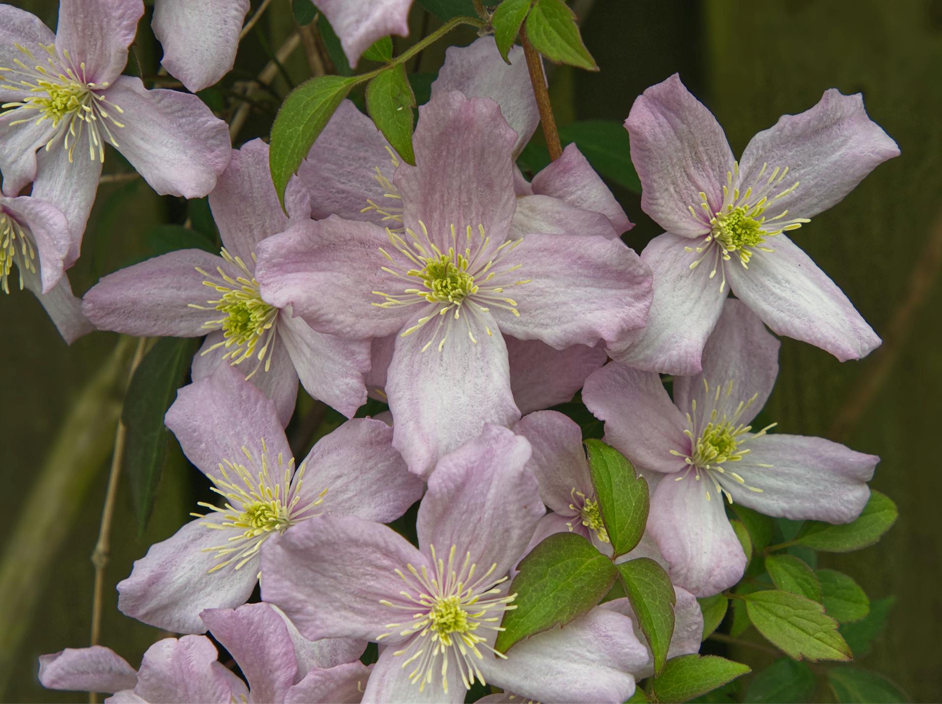 Clematisblüten | Quelle: Pexels